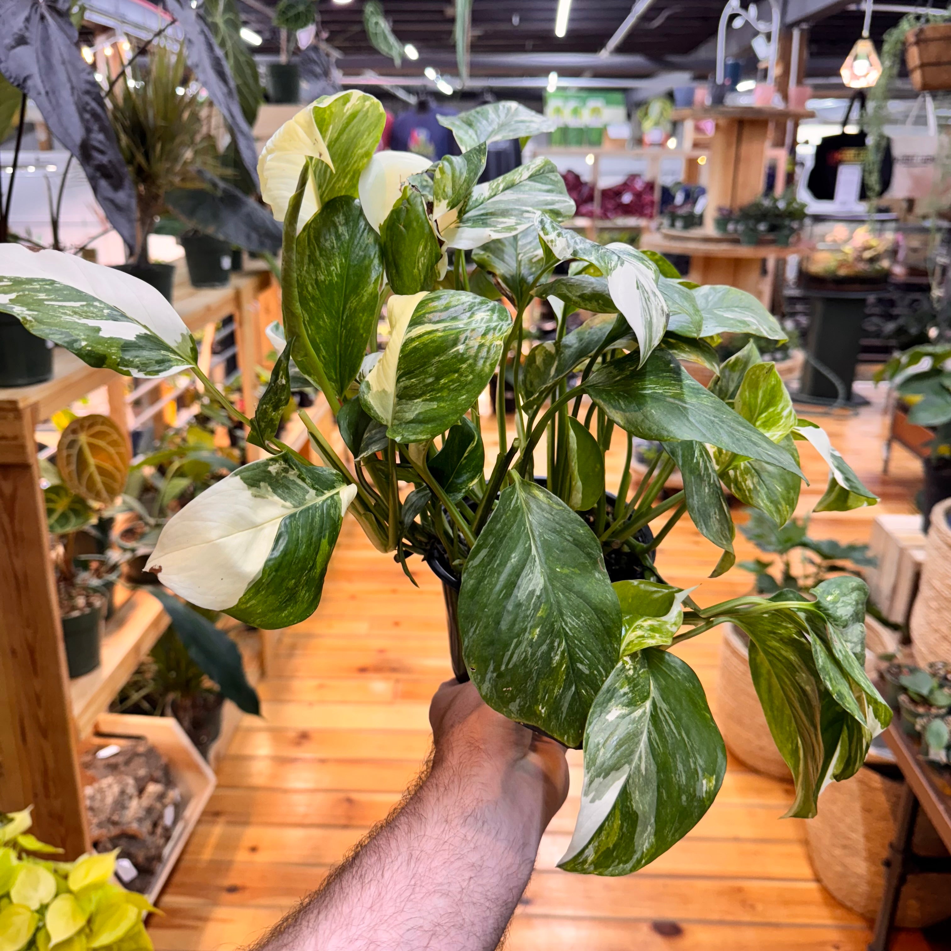 Monstera Lechleriana Variegated