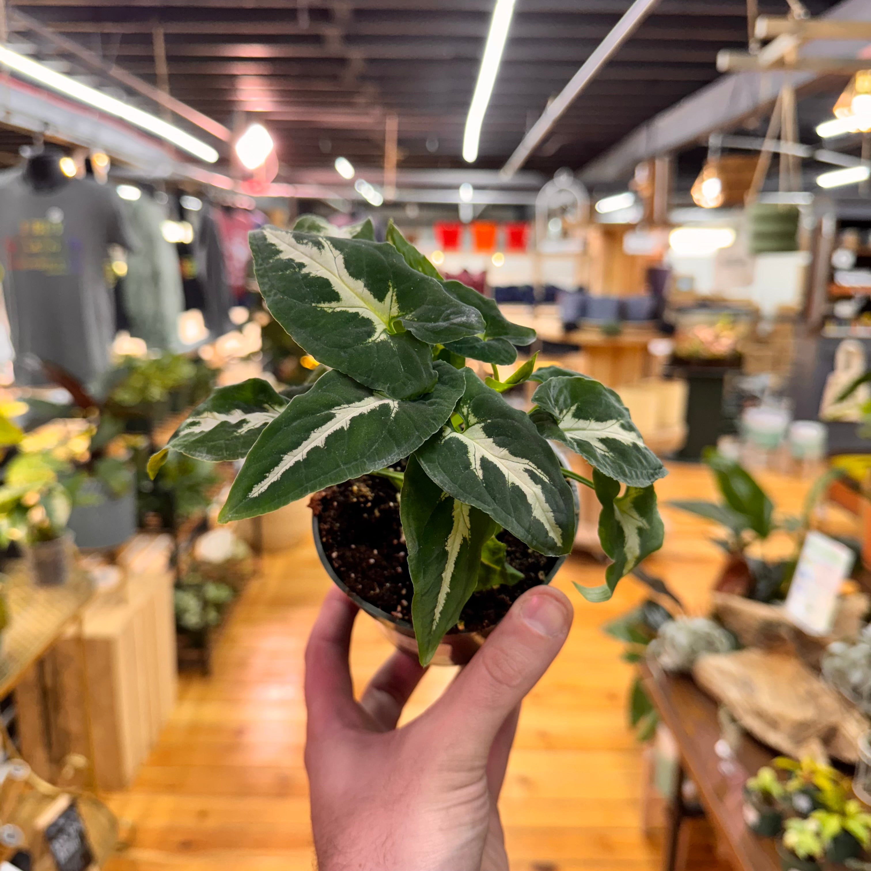 Syngonium Wendlandii Black Velvet