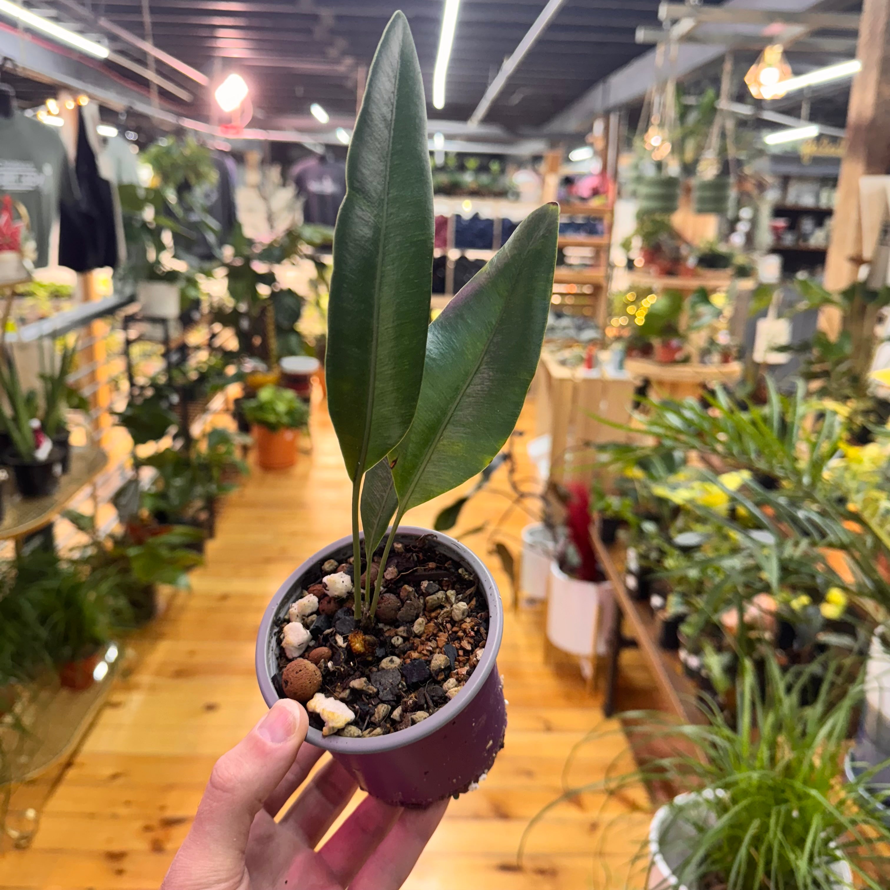 Elaphoglossum Metallicum