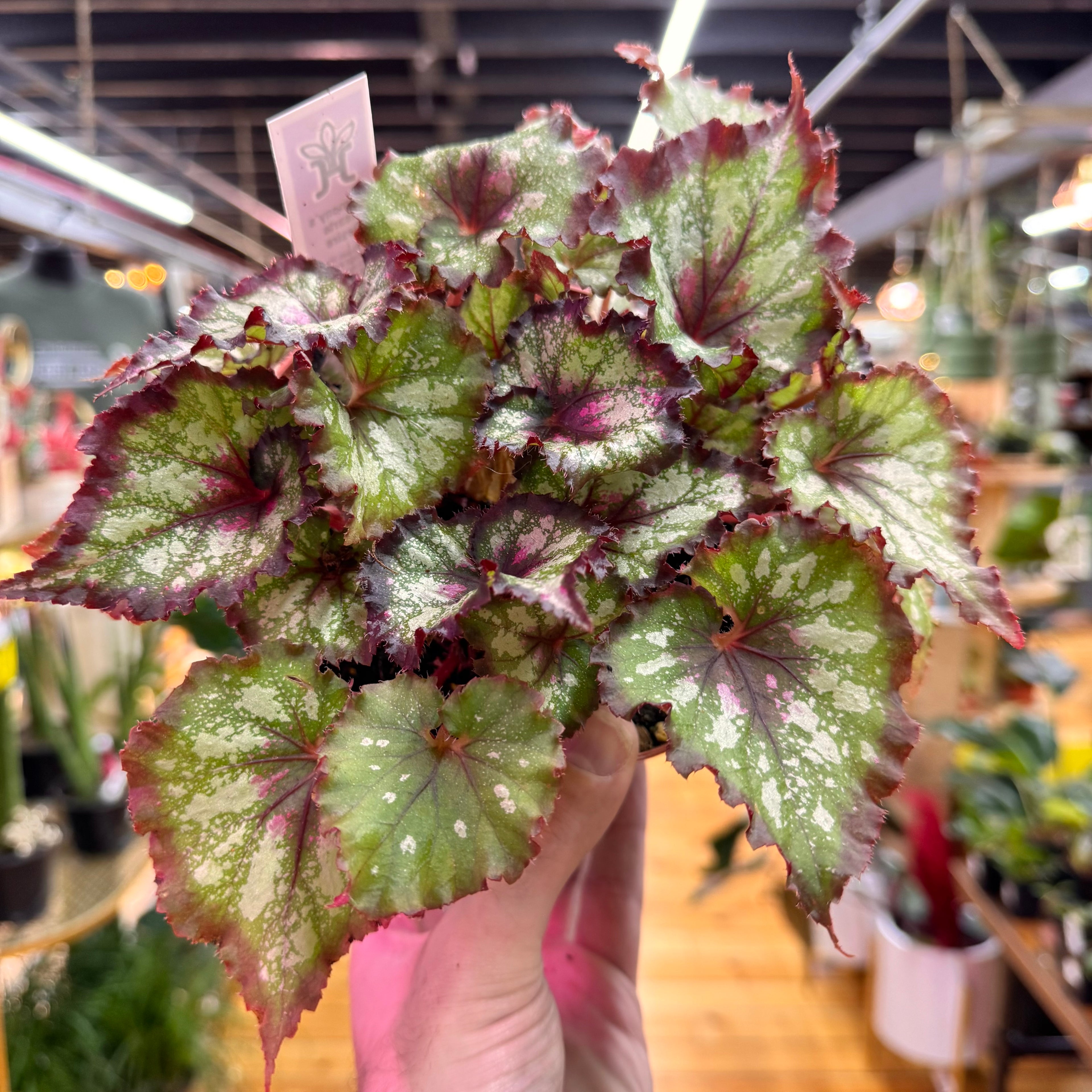 Begonia Harmony&