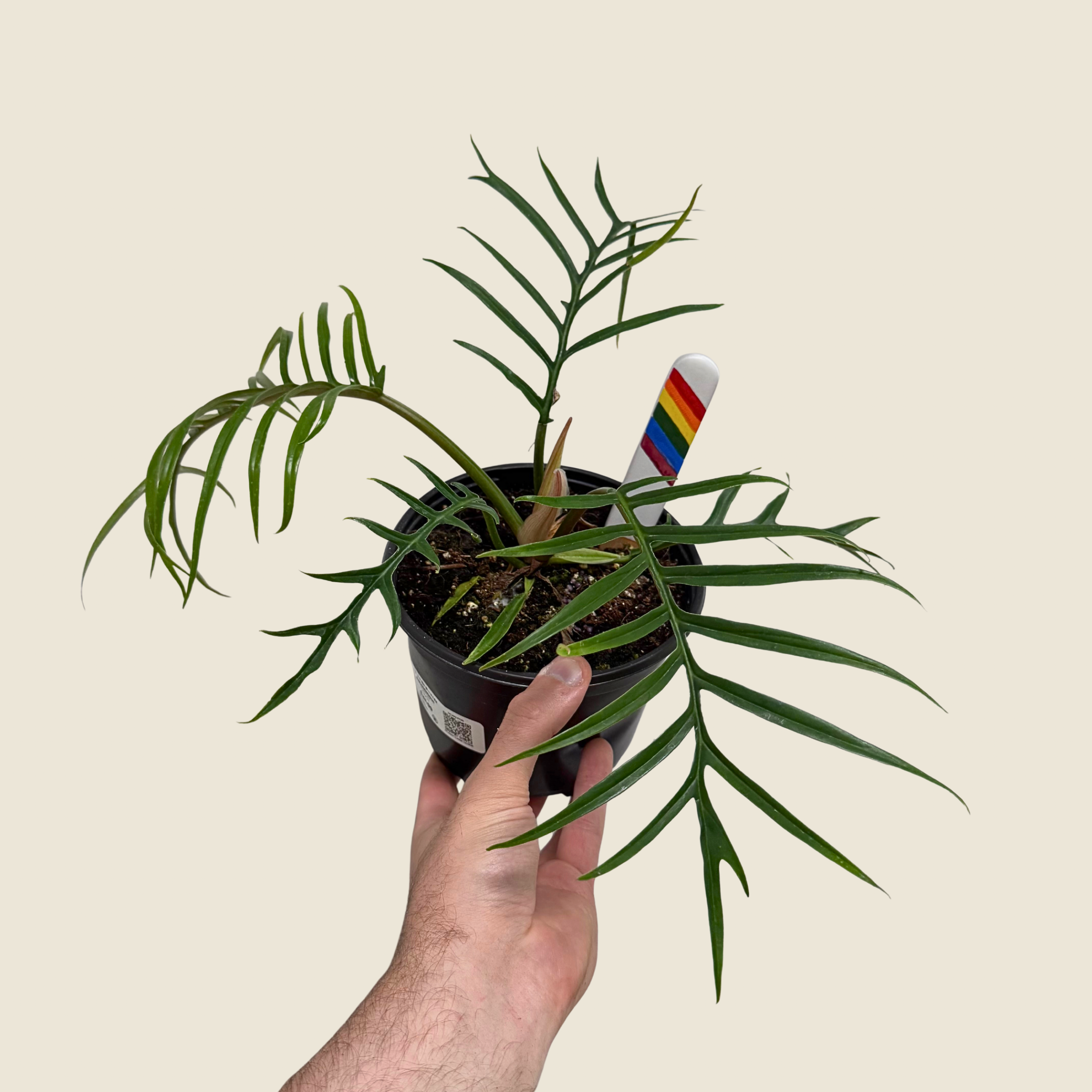 Philodendron Tortum