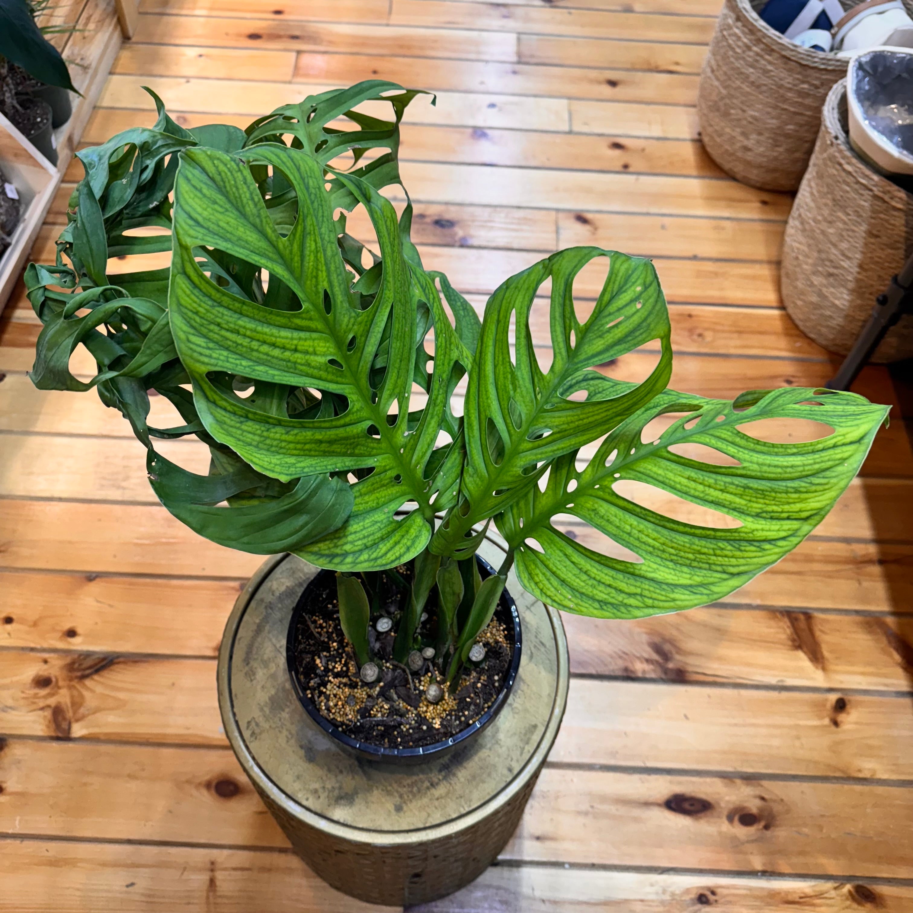 Monstera Esqueleto