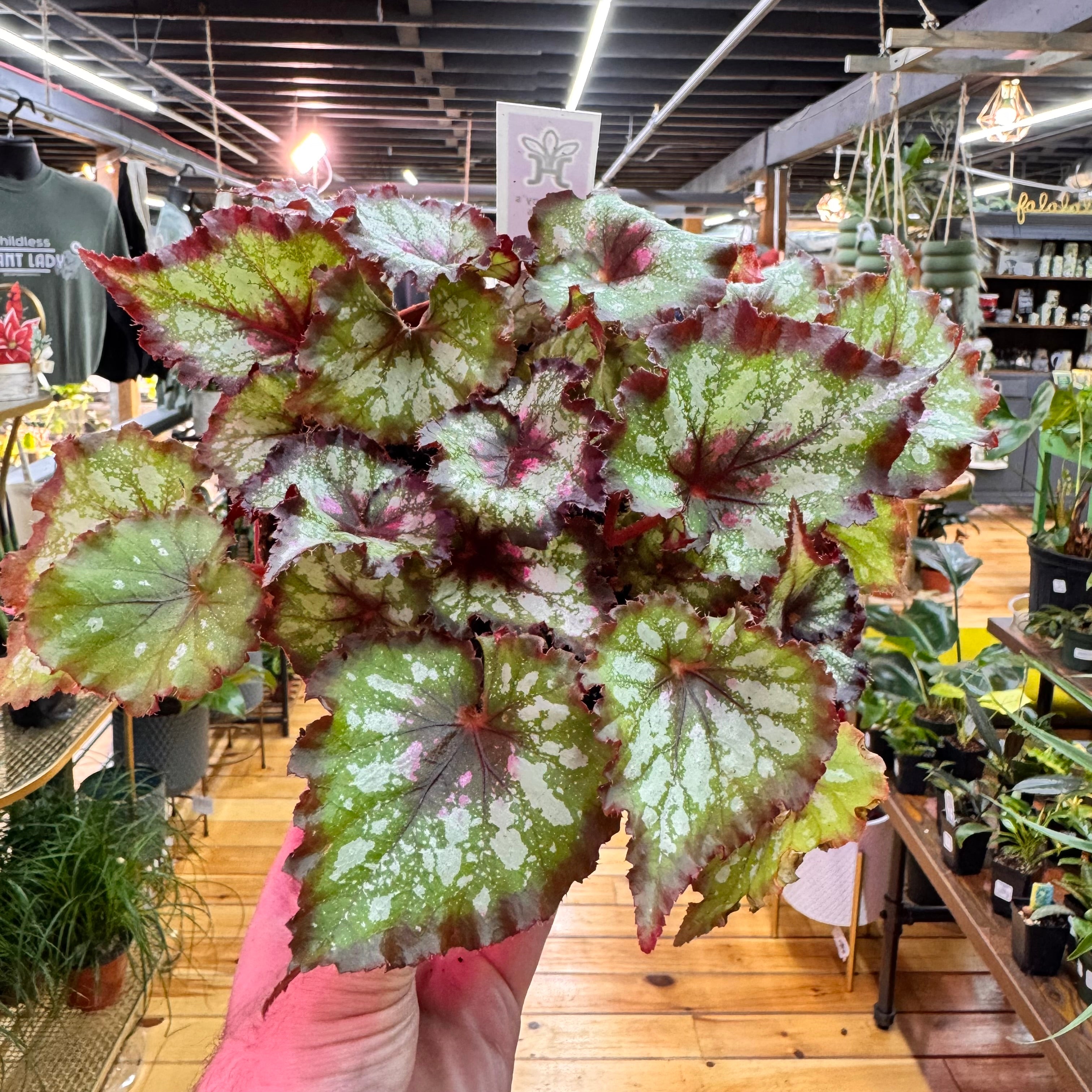 Begonia Harmony&