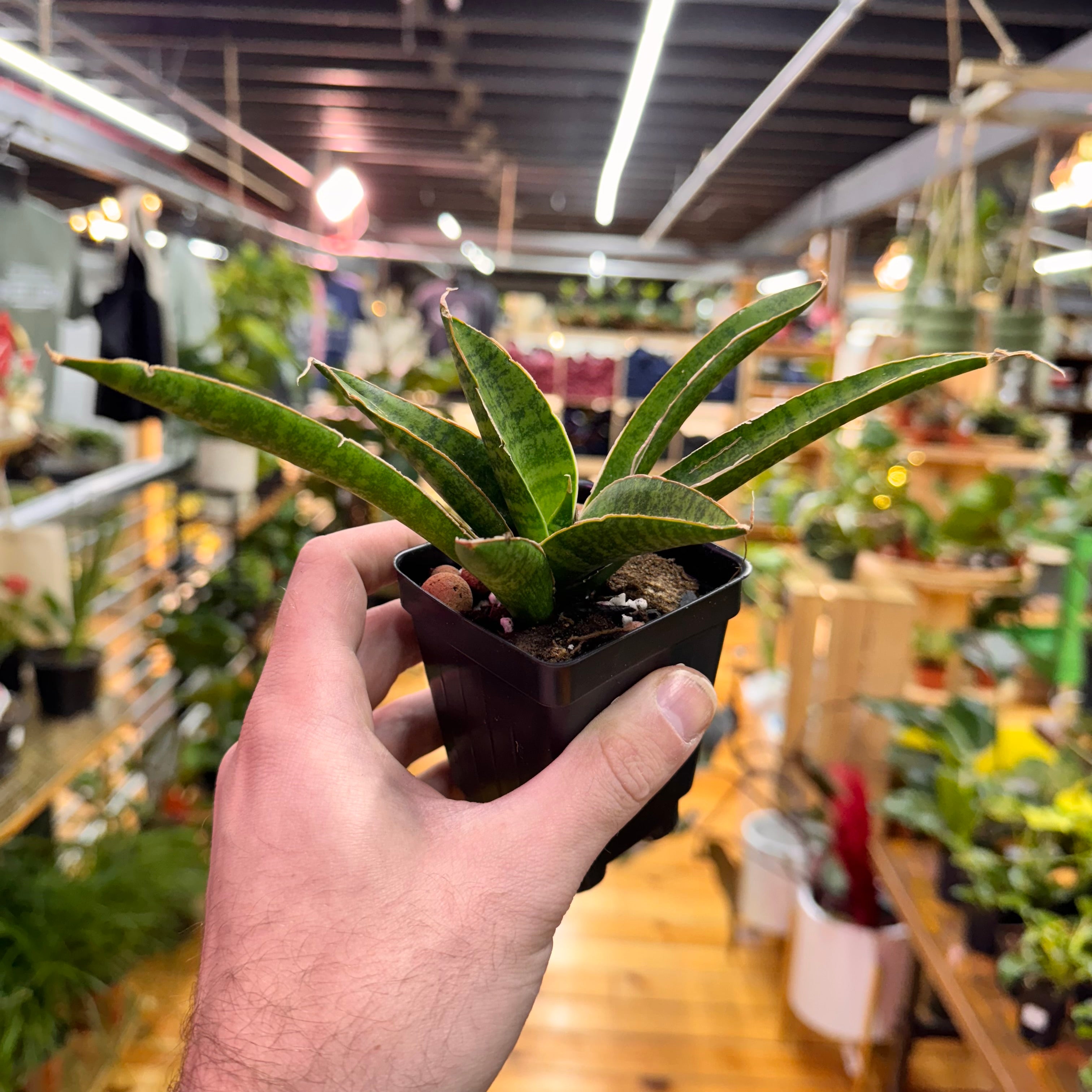 Sansevieria Jade Pagoda
