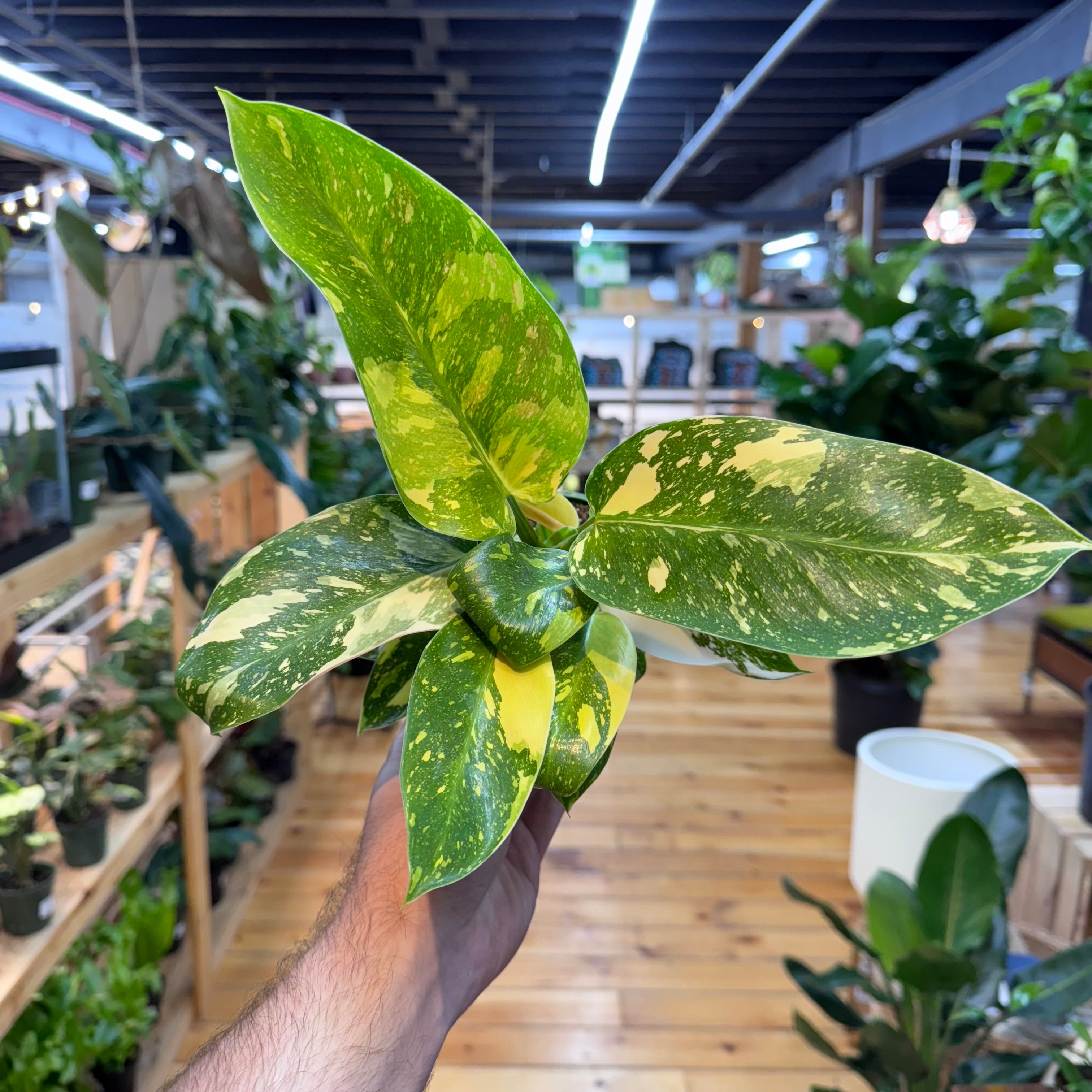 Philodendron Green Congo ‘Copper Flame&