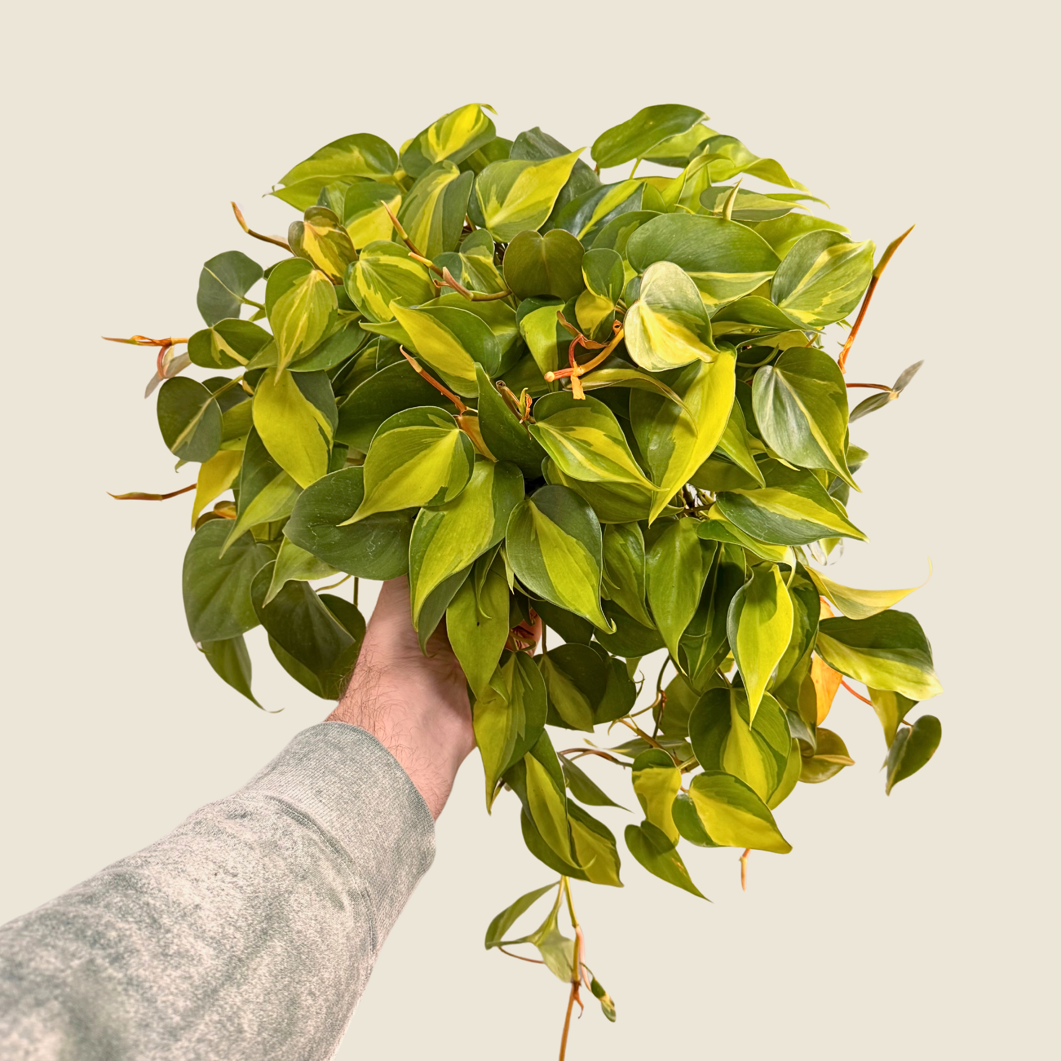 Philodendron Brasil
