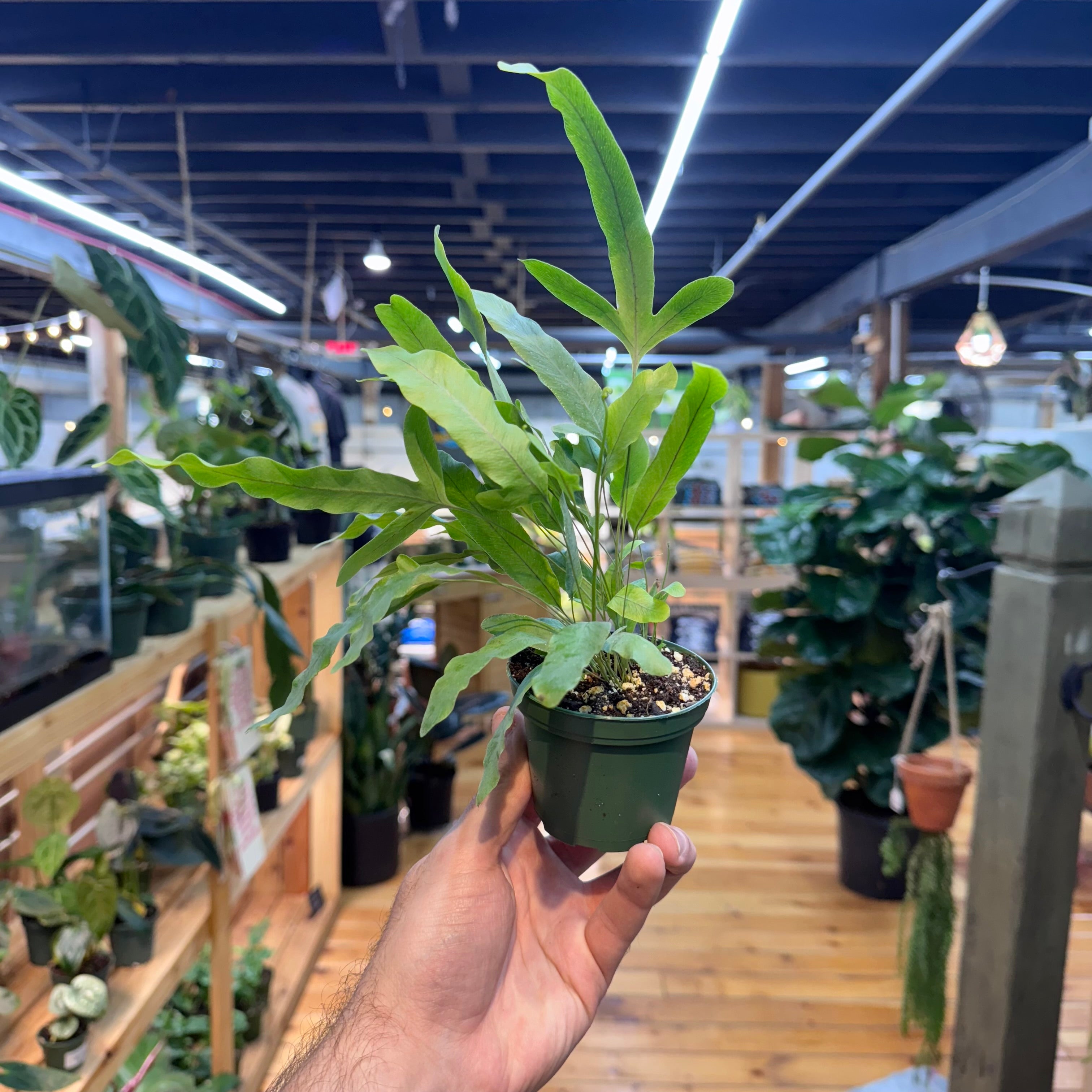 Fern Blue Star