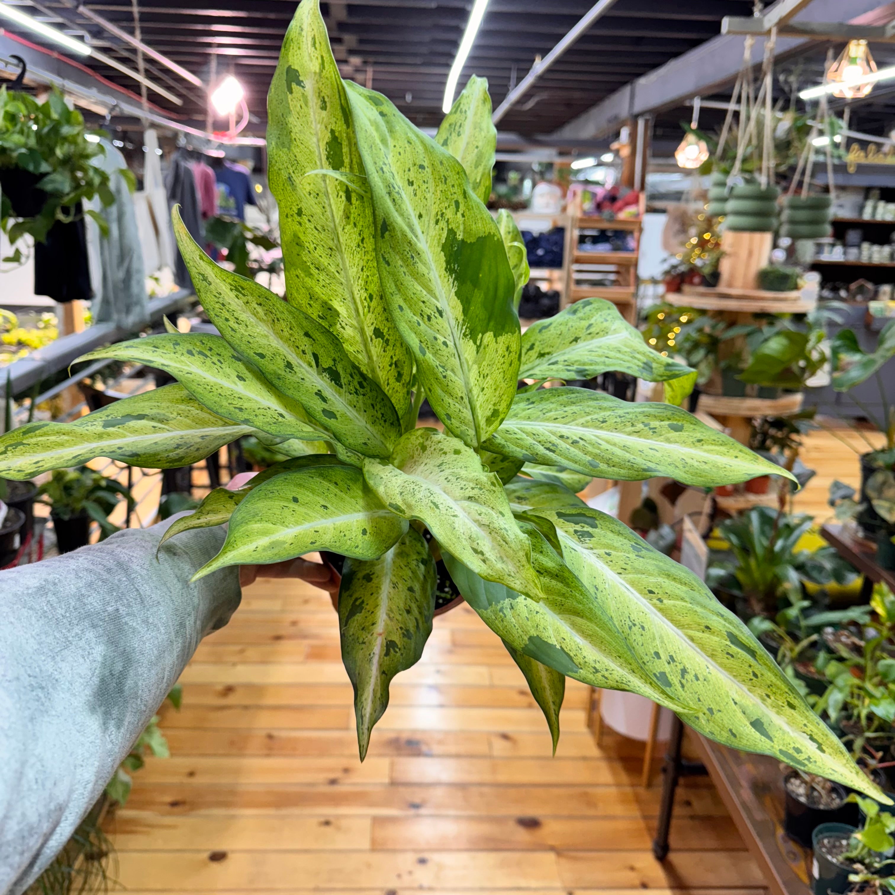 Dieffenbachia Camouflage