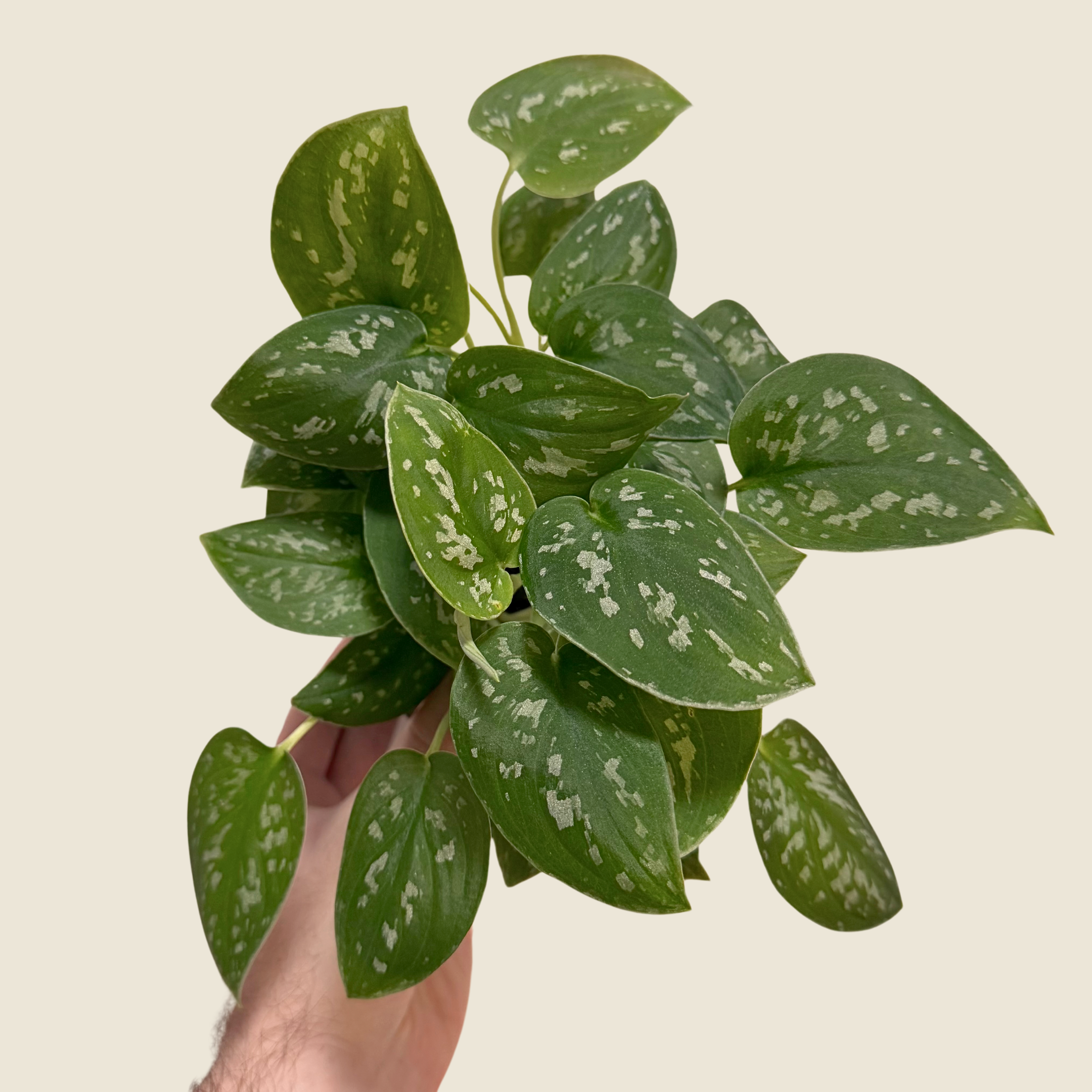 4" Scindapsus Pictus &