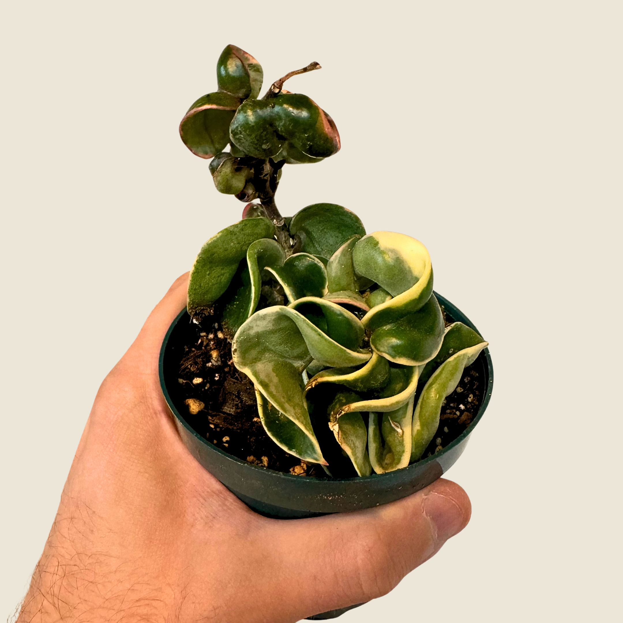 4" Hoya Rope Variegated