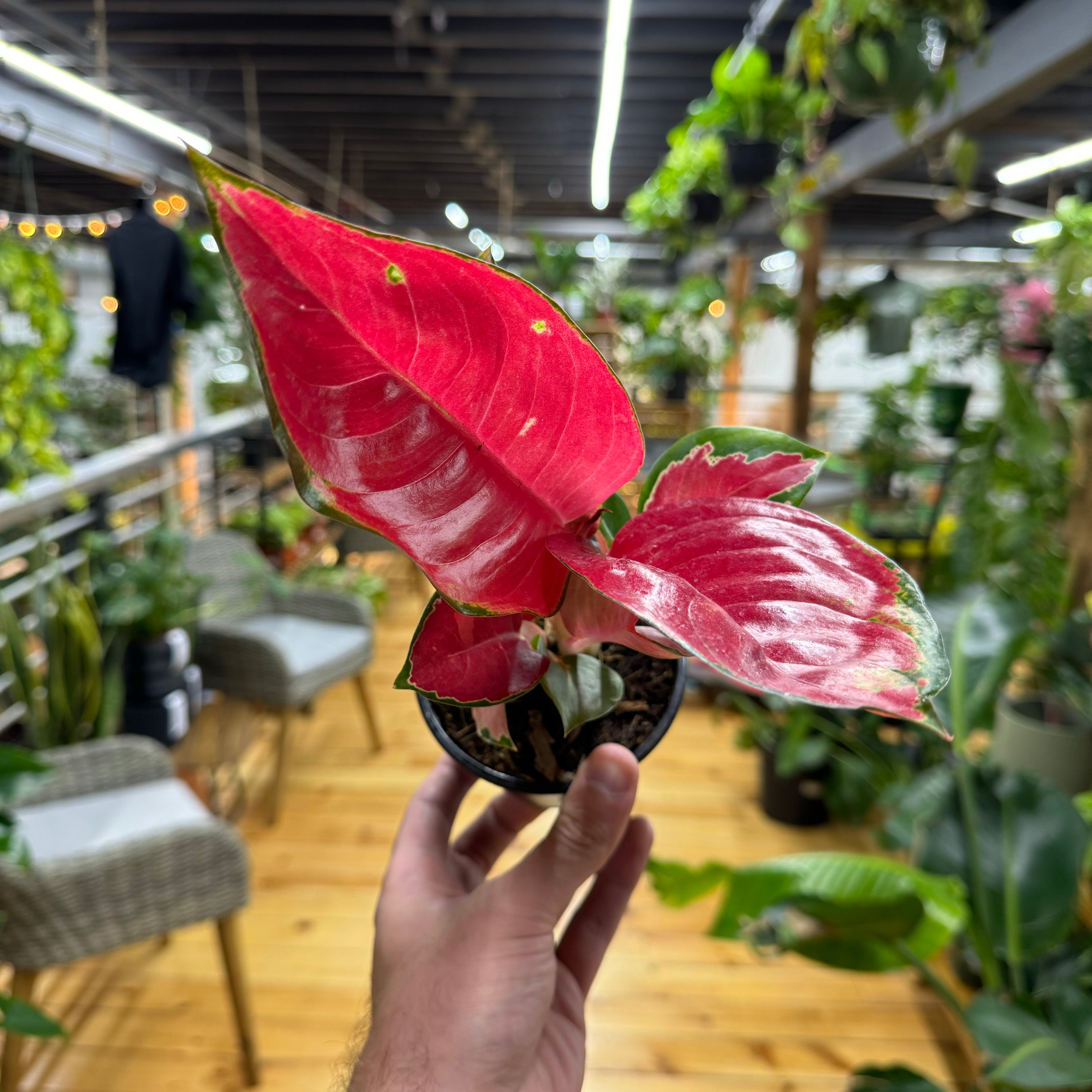 Aglaonema Red King