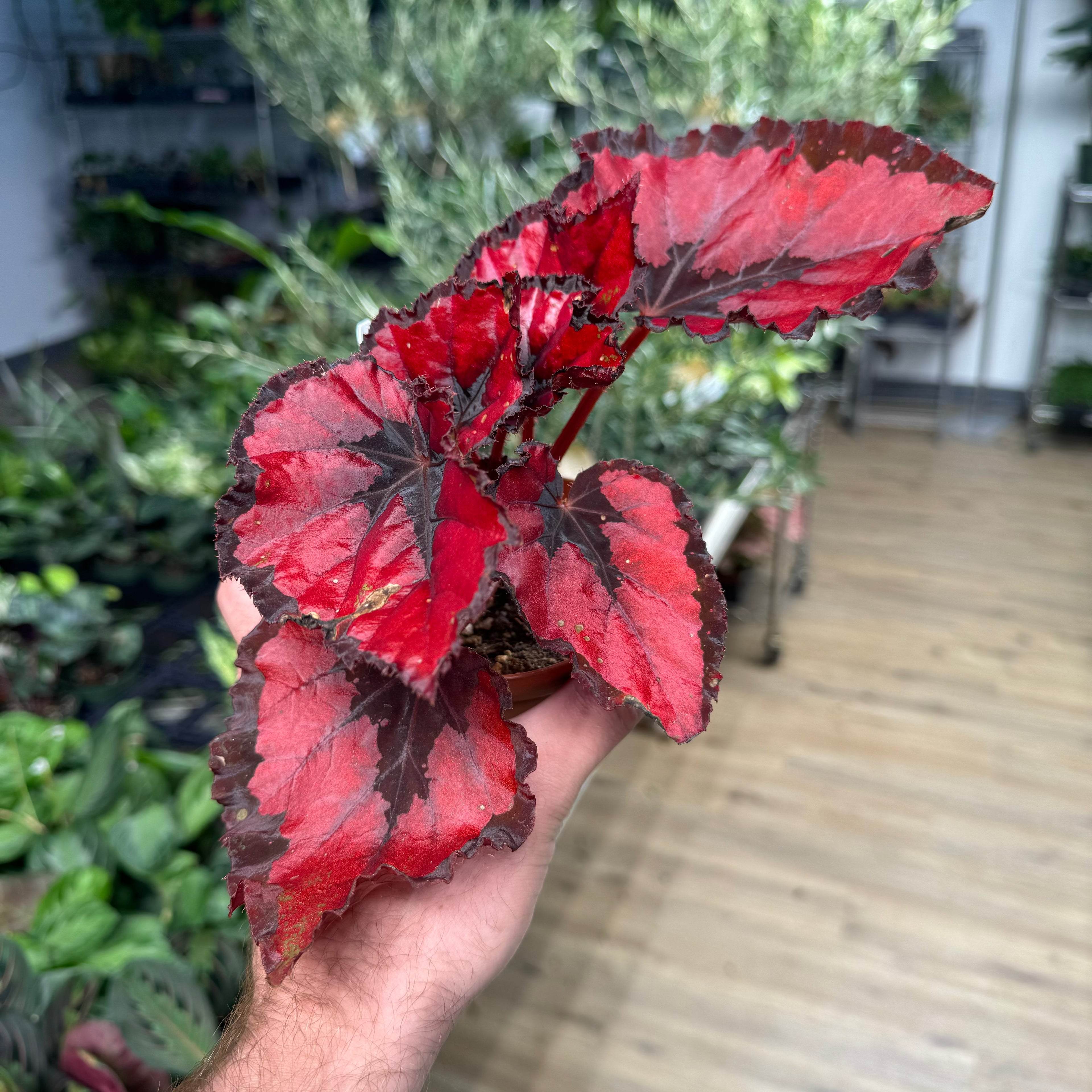 Begonia Red Robins