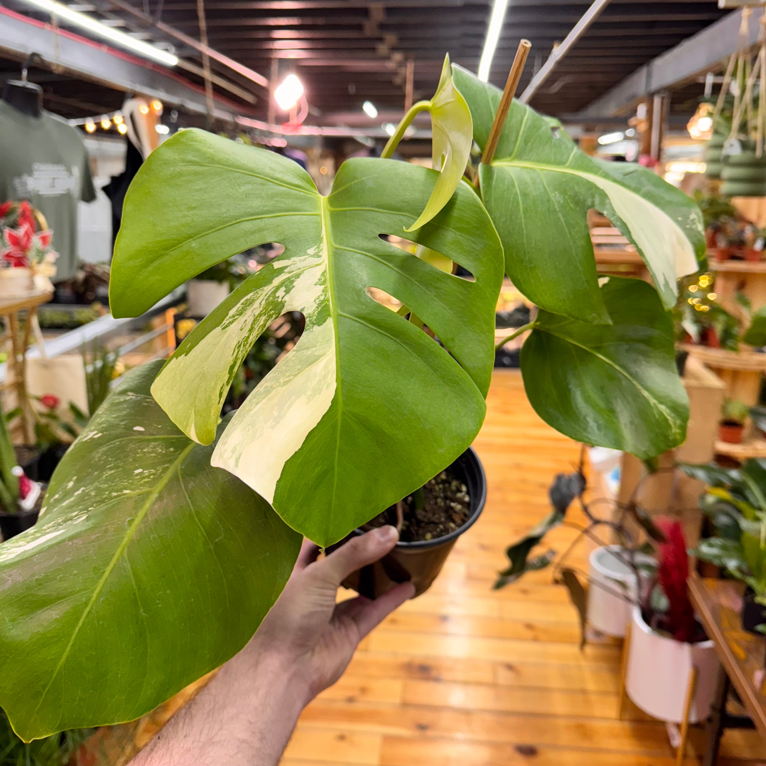 Monstera Albo