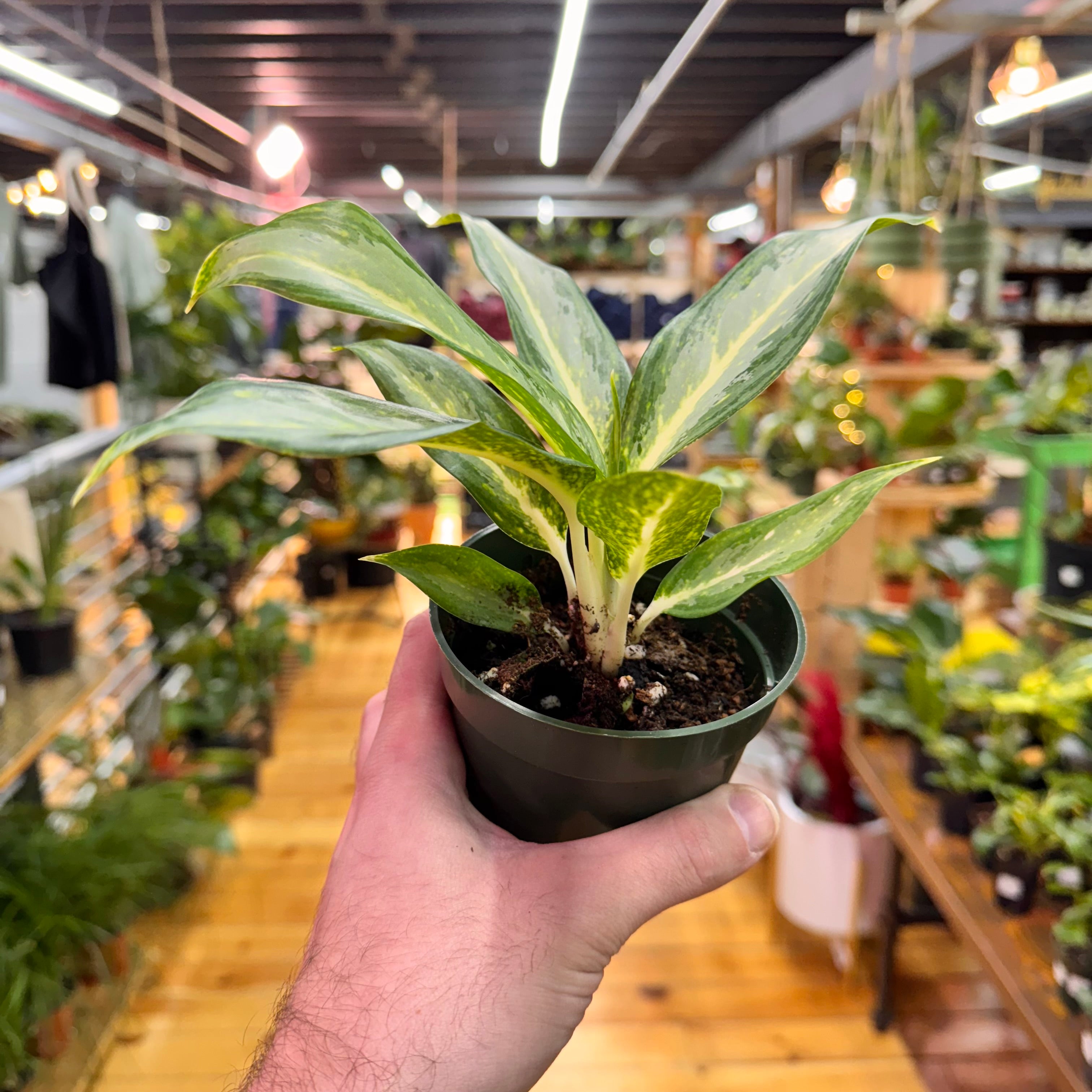 Aglaonema White Rain