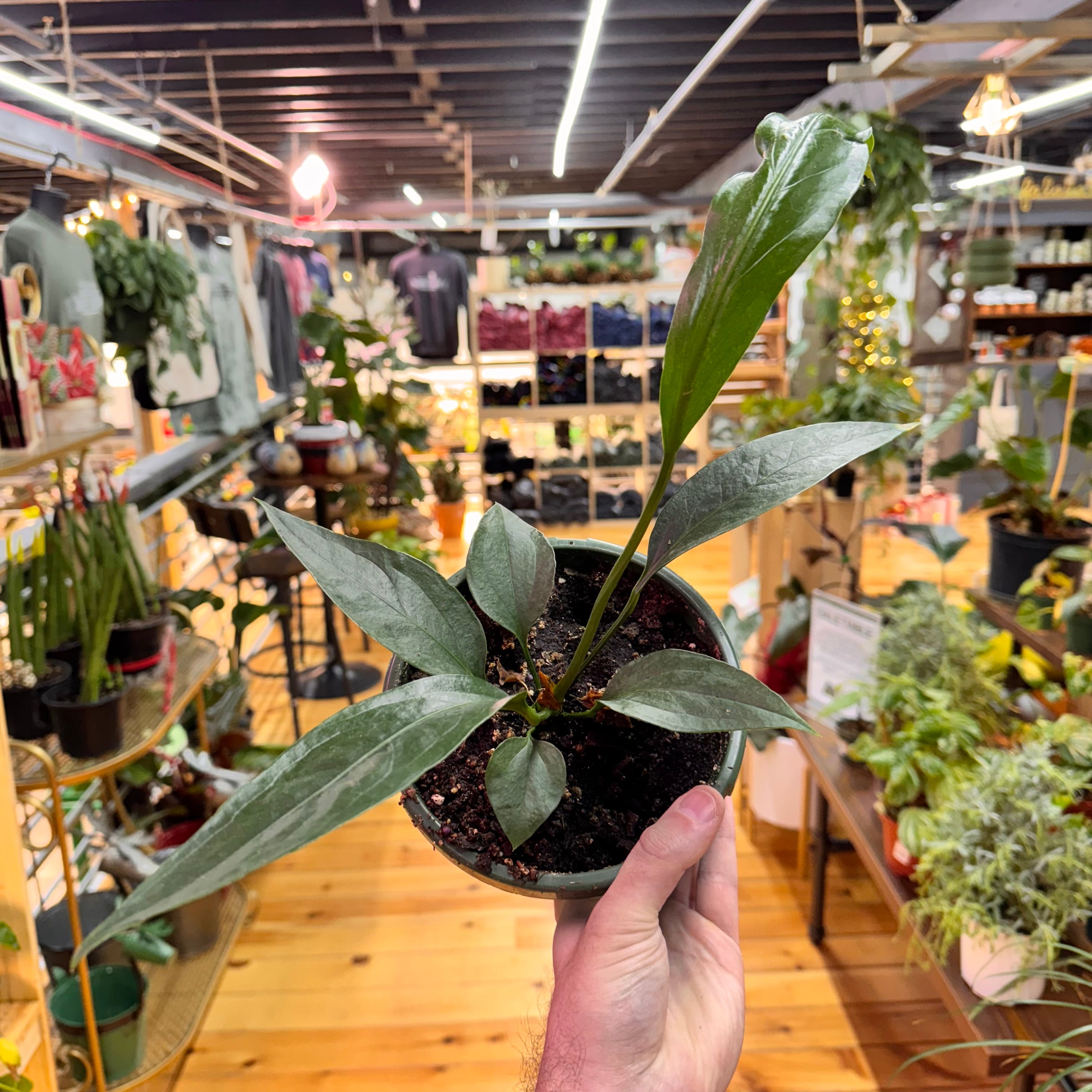 Anthurium Big Bill