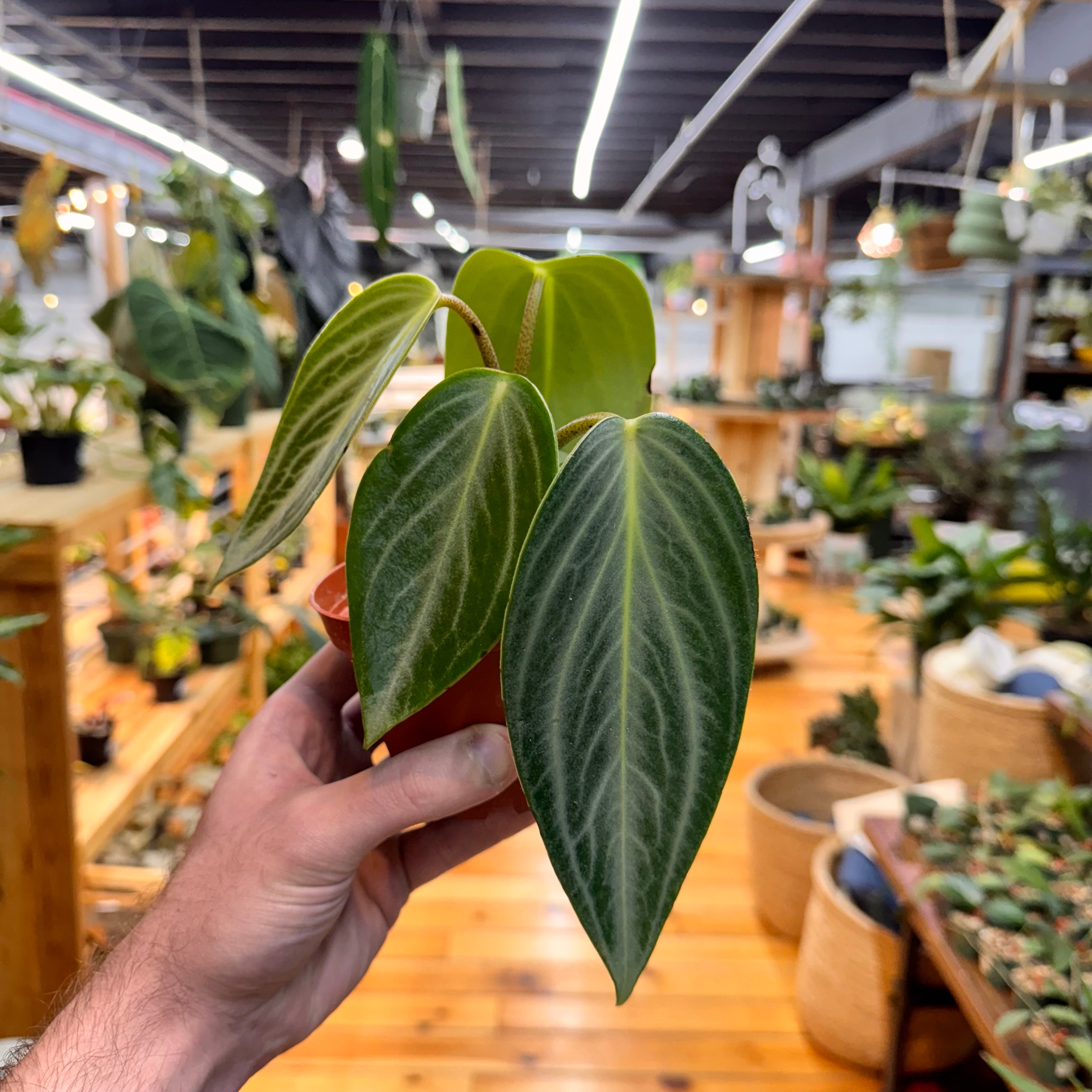 Peperomia Maculosa