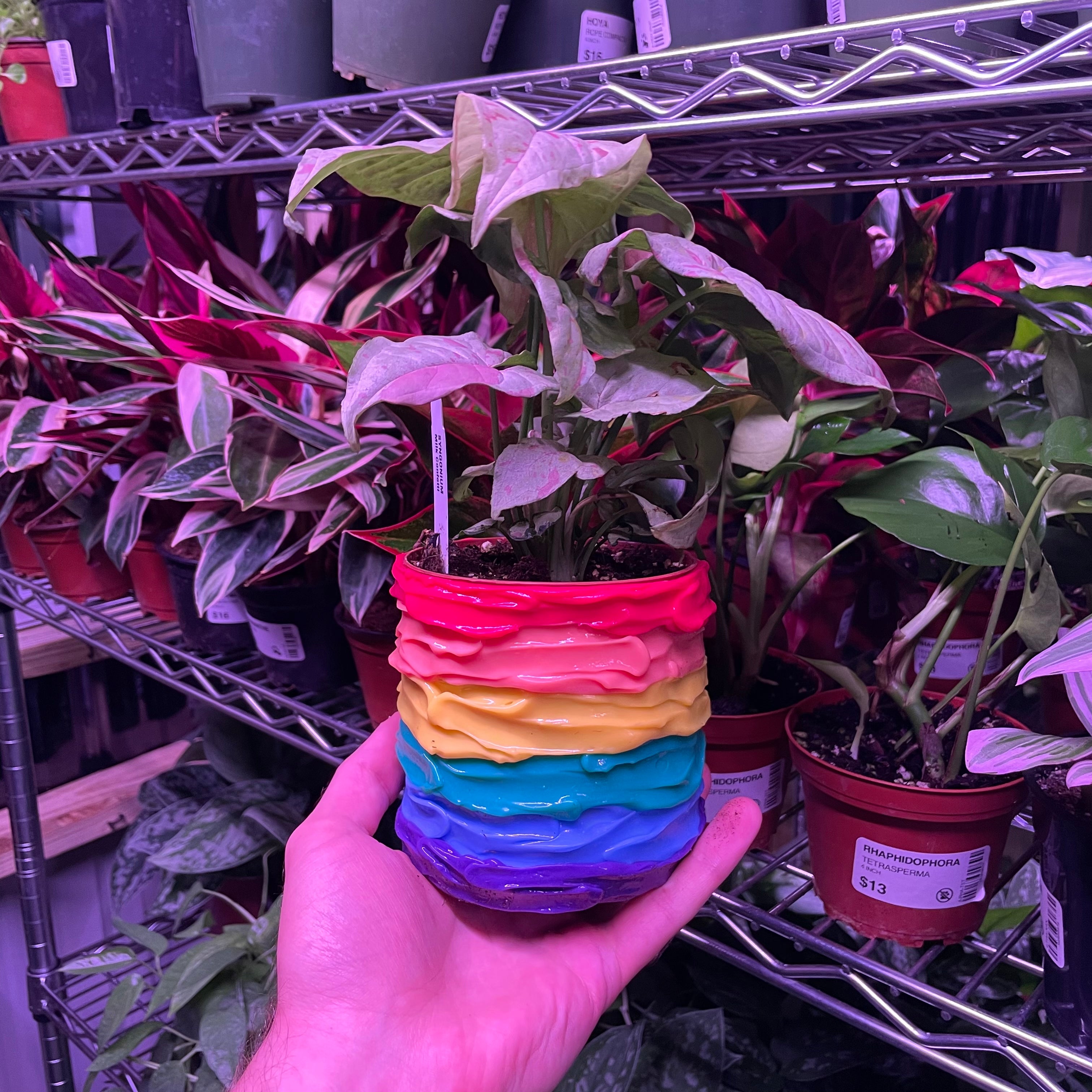 Pride Rubber Planter