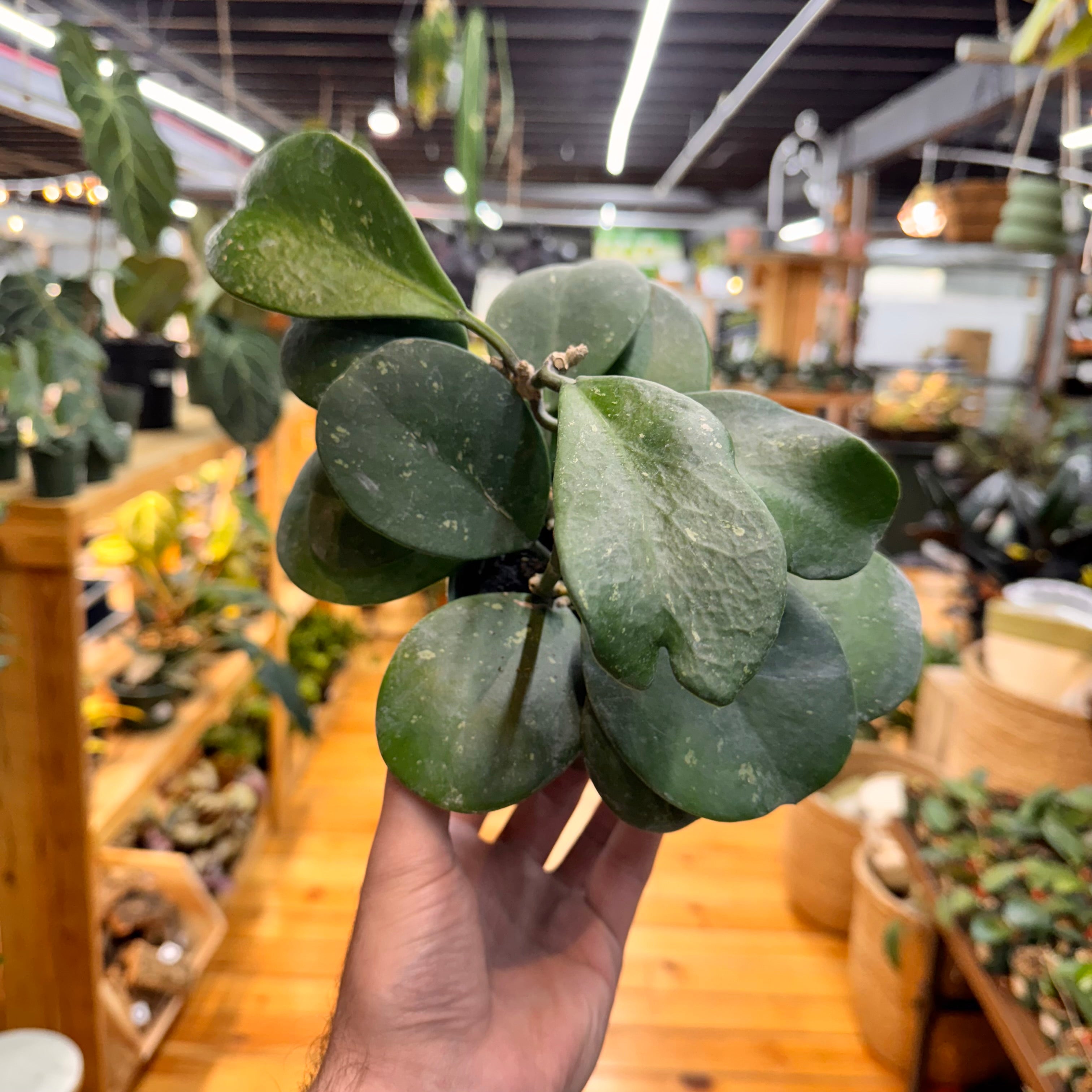 Hoya Obovata