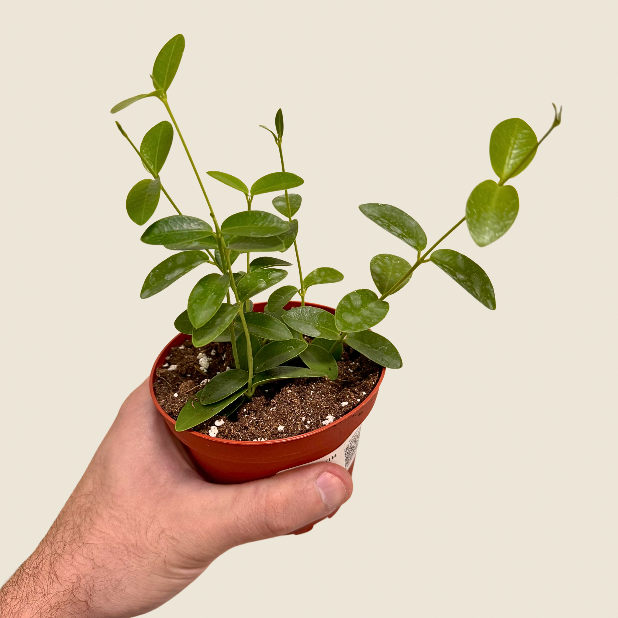 Hoya Cumingiana