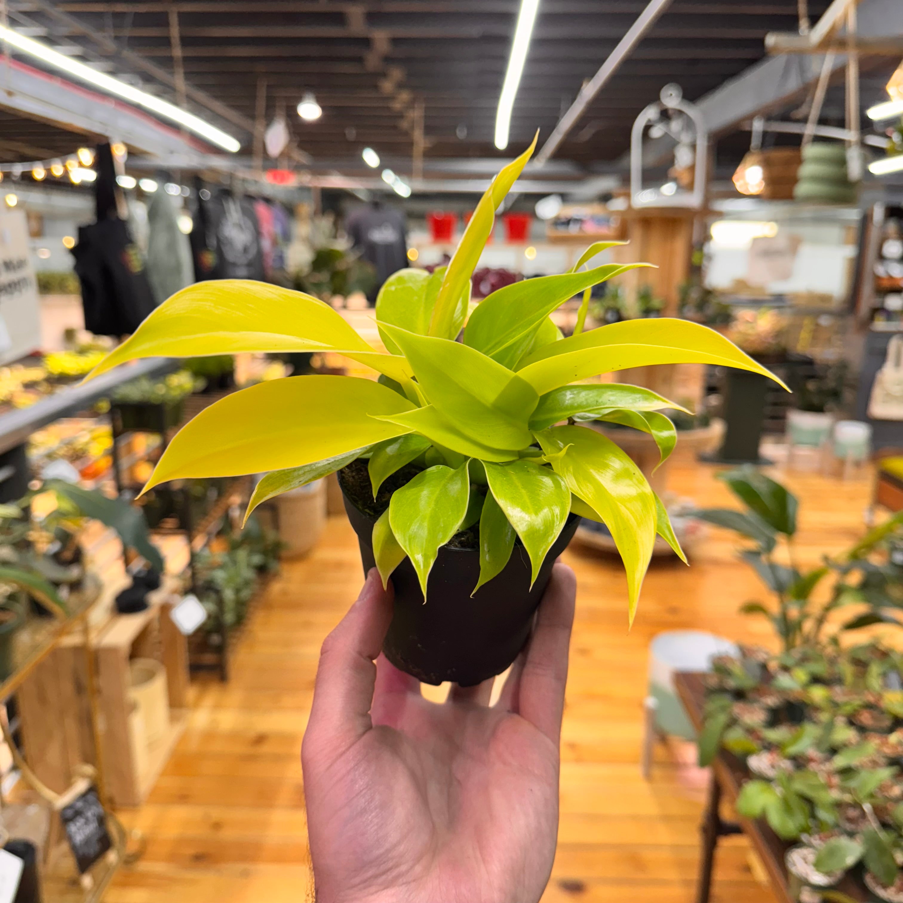 Philodendron Moonlight