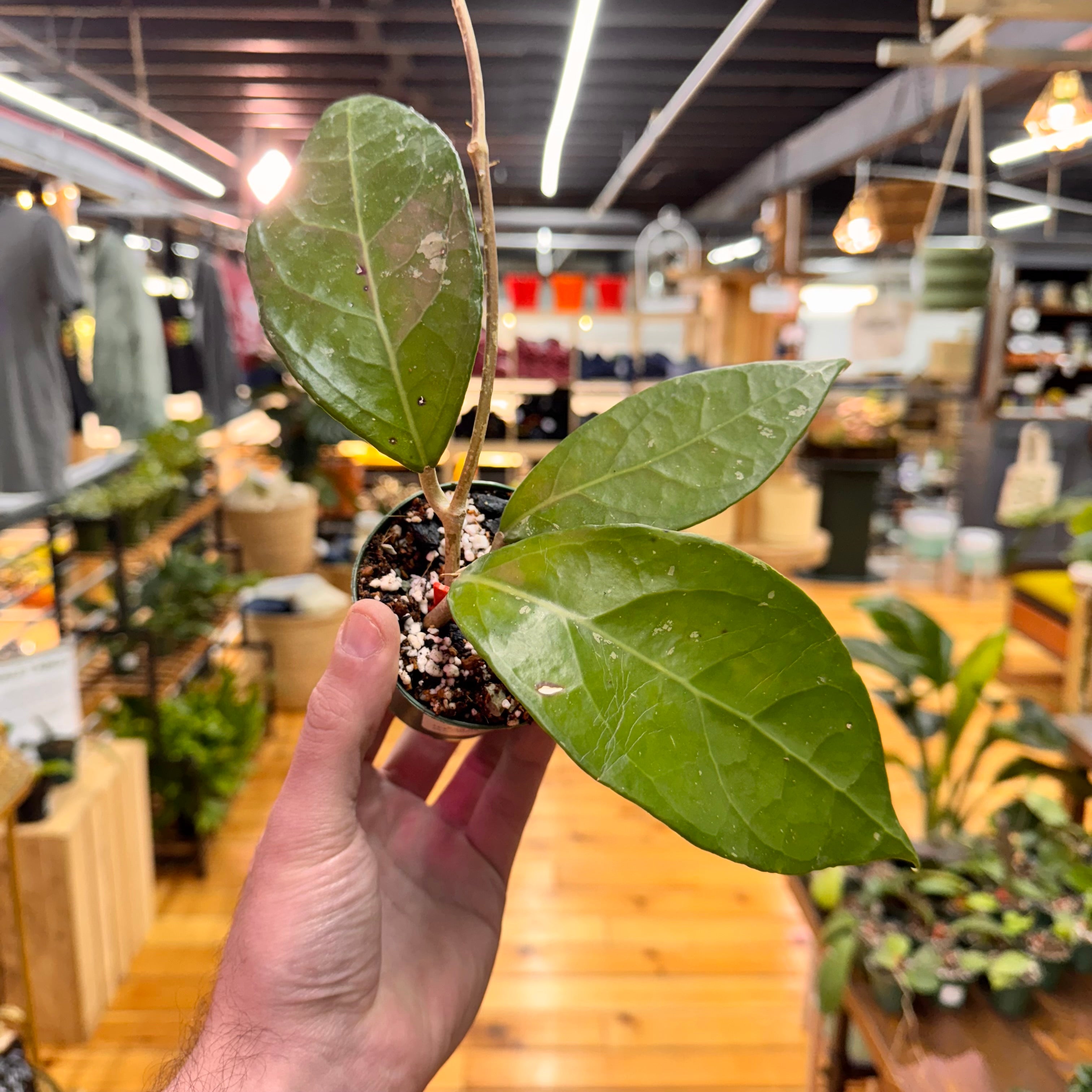 Hoya sp. Sumatra