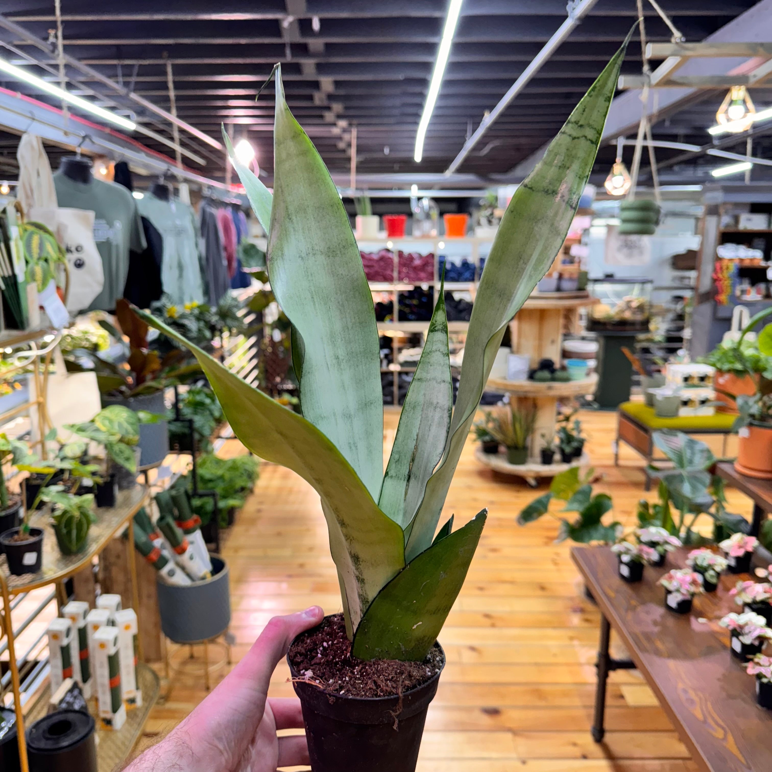 Sansevieria Moonshine