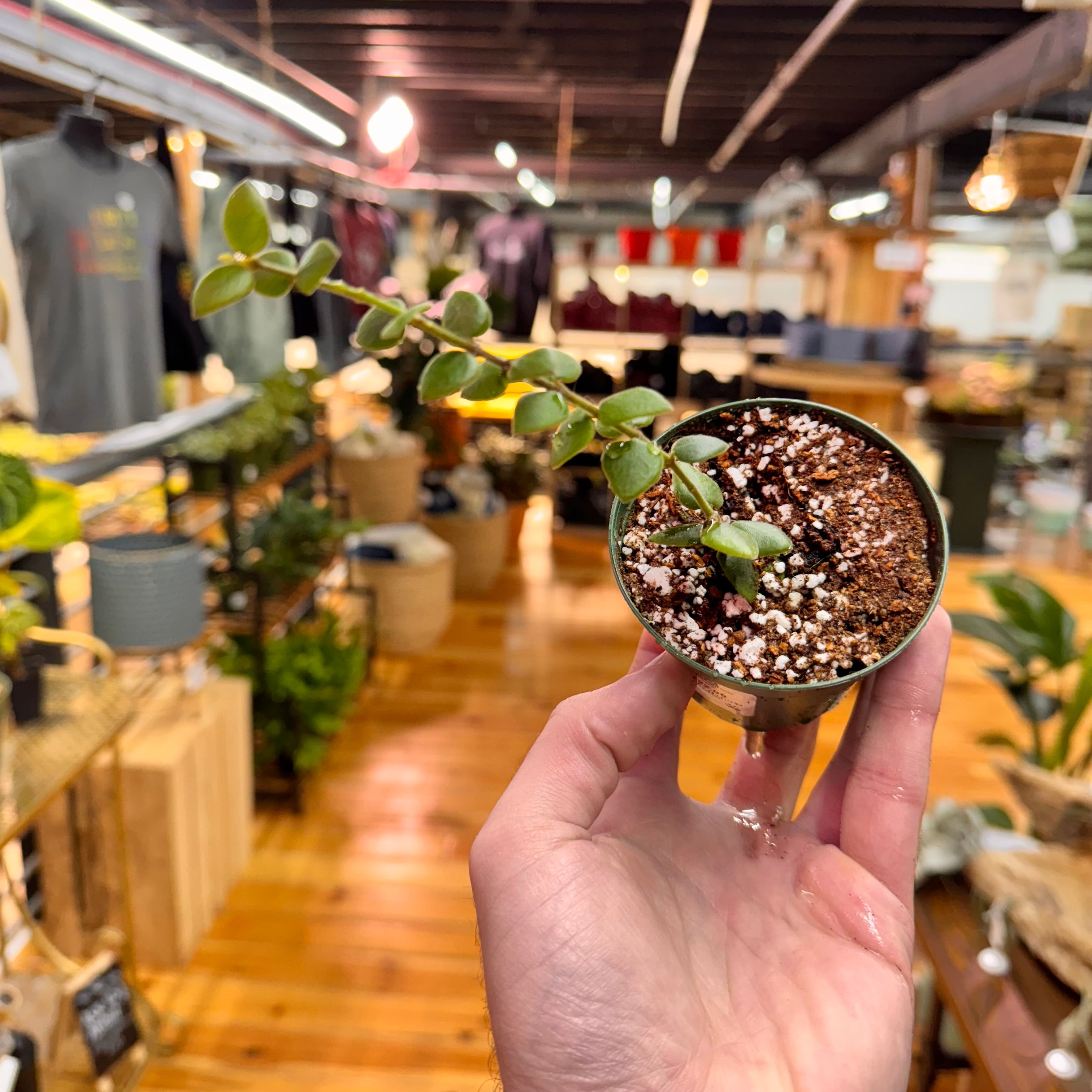 Hoya Chinghungensis