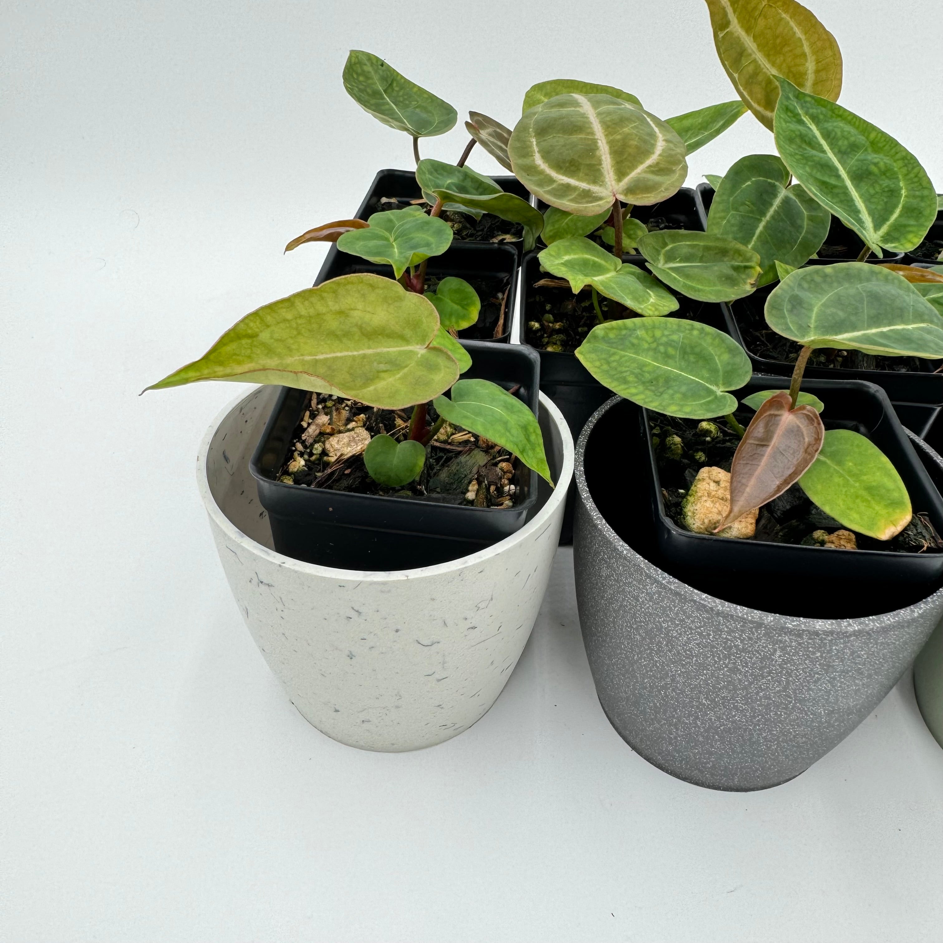 Anthurium Nurse Batch