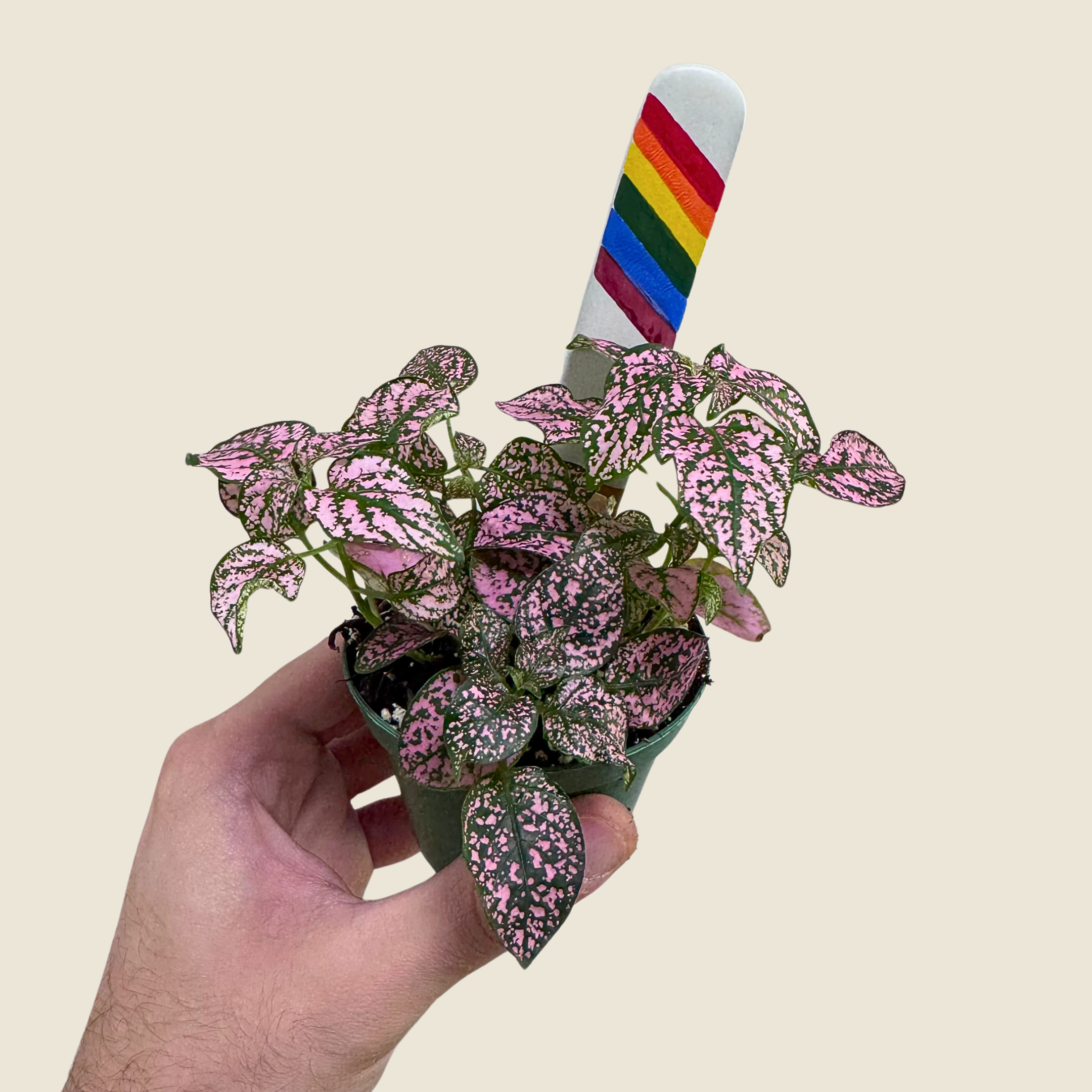 Hypoestes Polka Dot