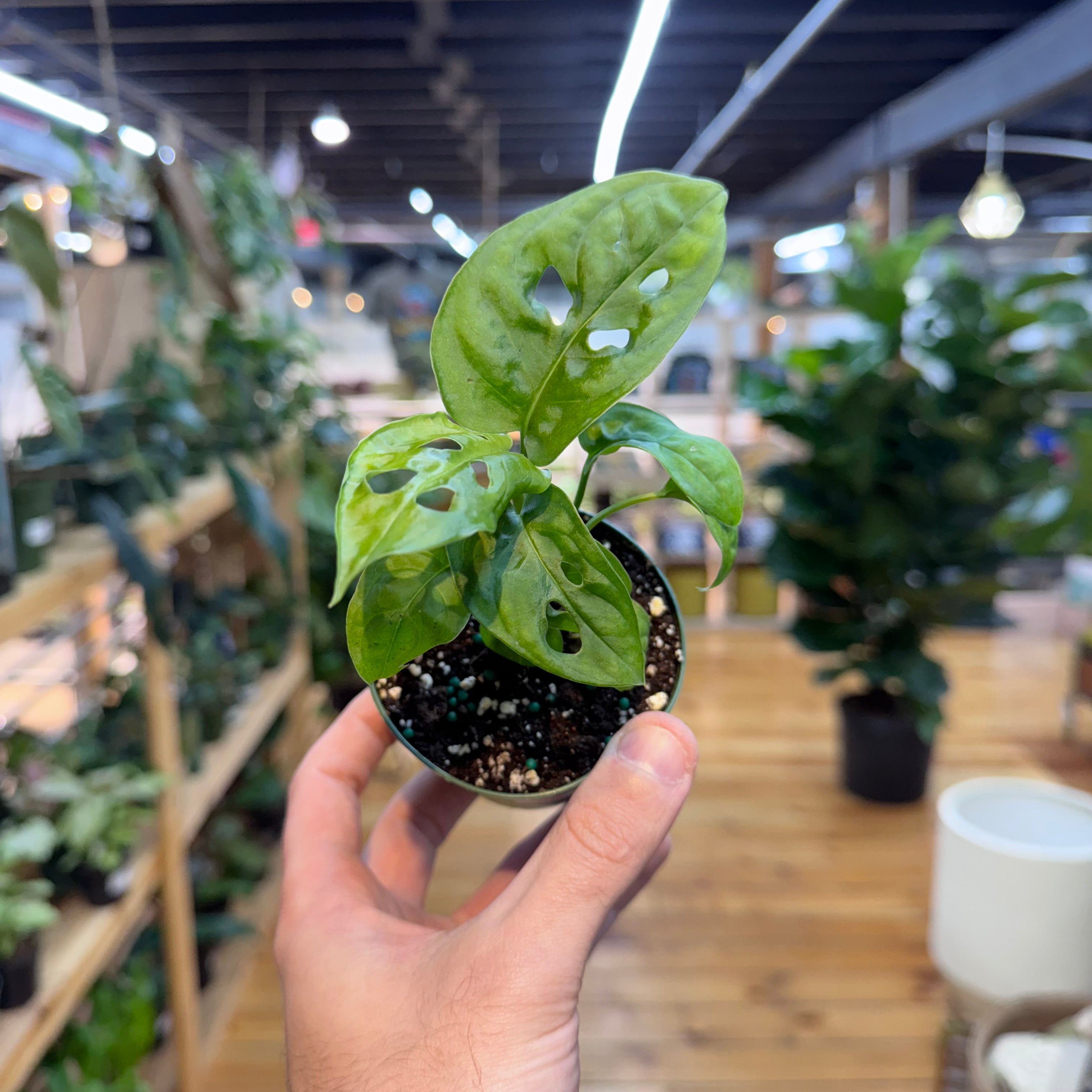 Hand holding a small potted plant with a blurred indoor setting in the background