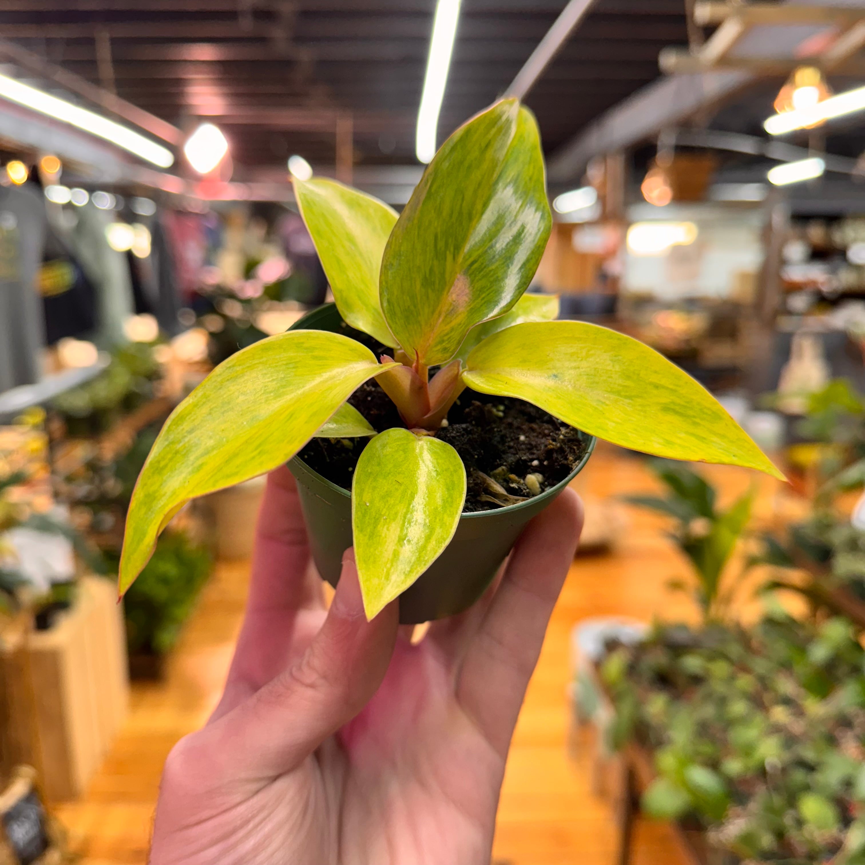 Philodendron Orange Marmalade