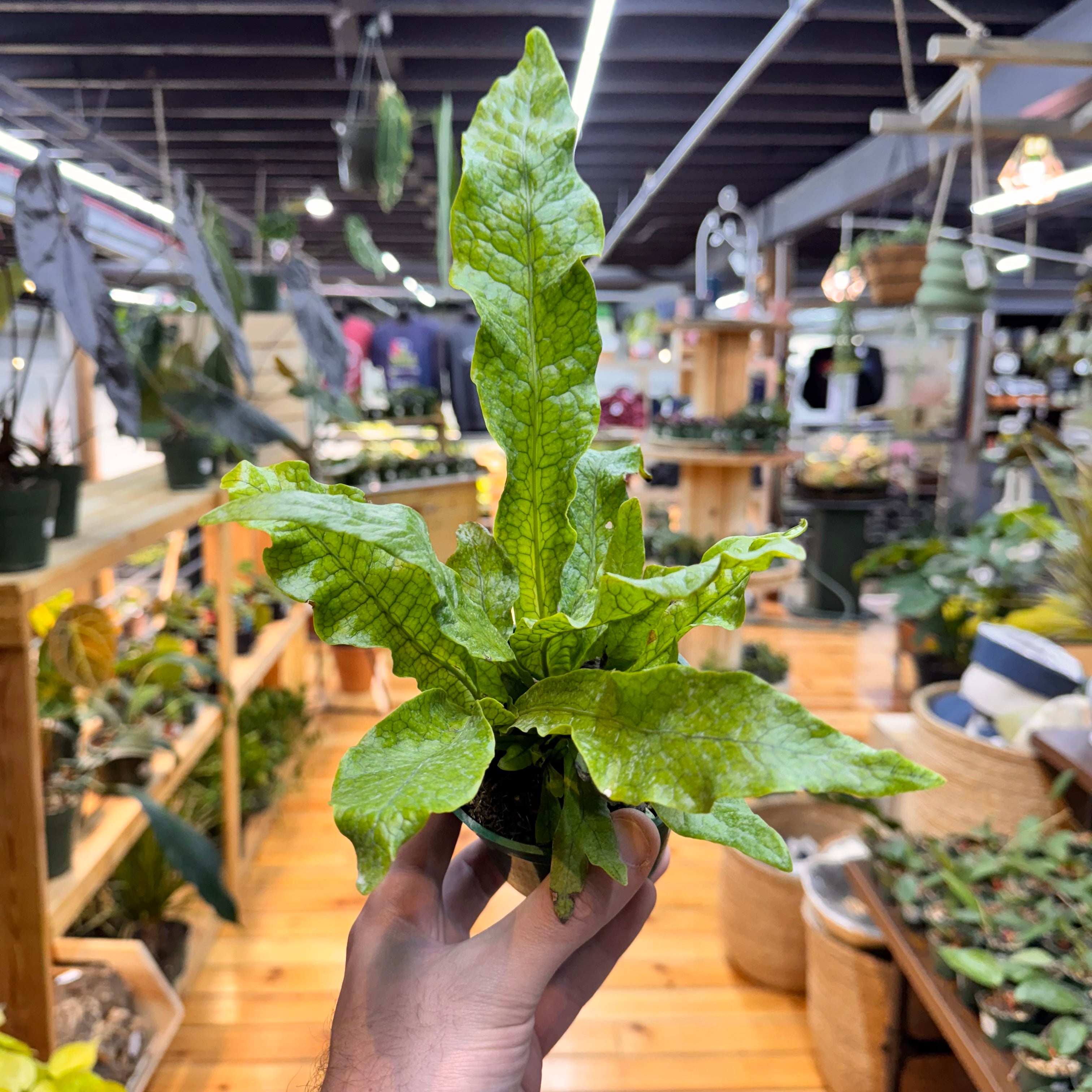 Fern Crocodile