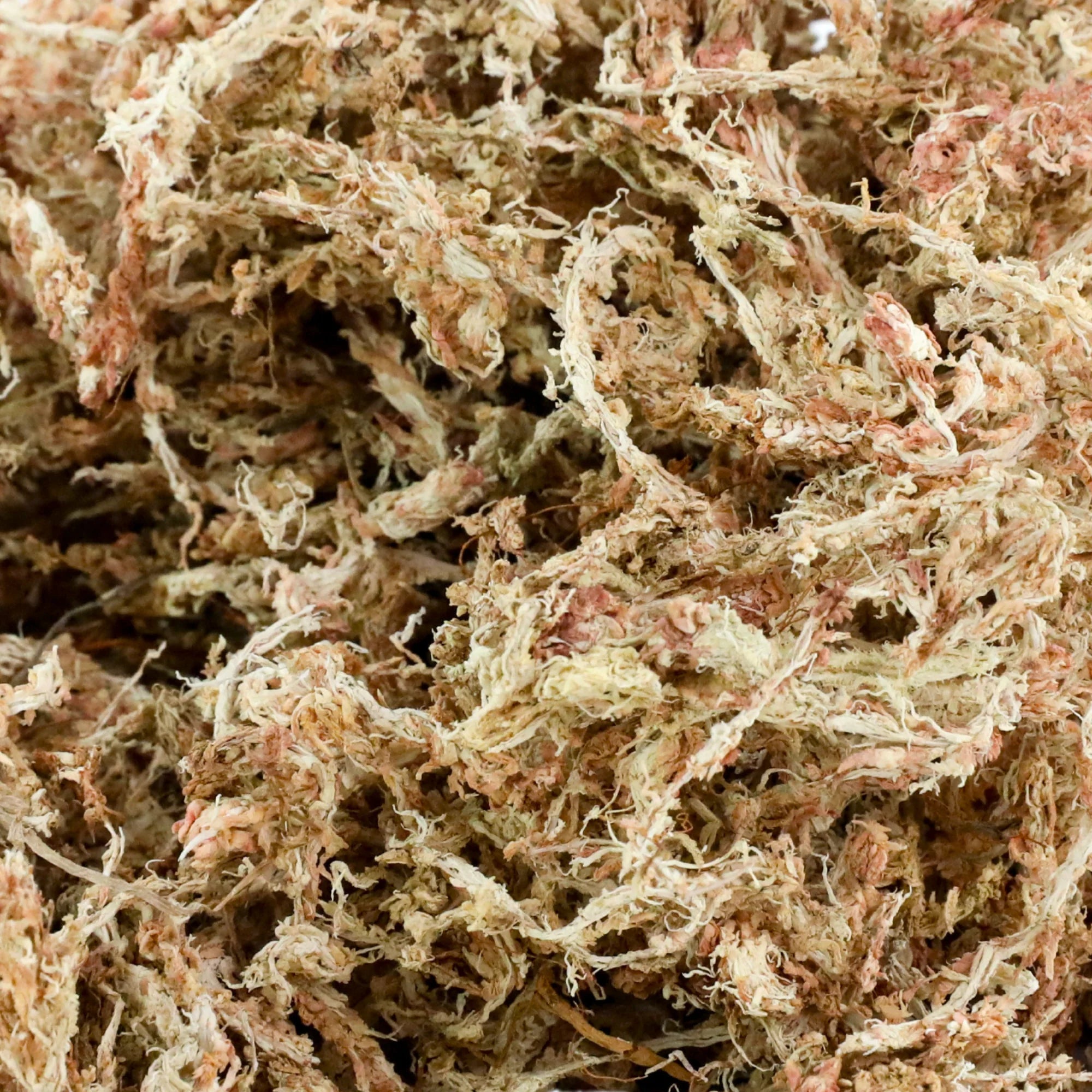 Mossify Sphagnum Moss