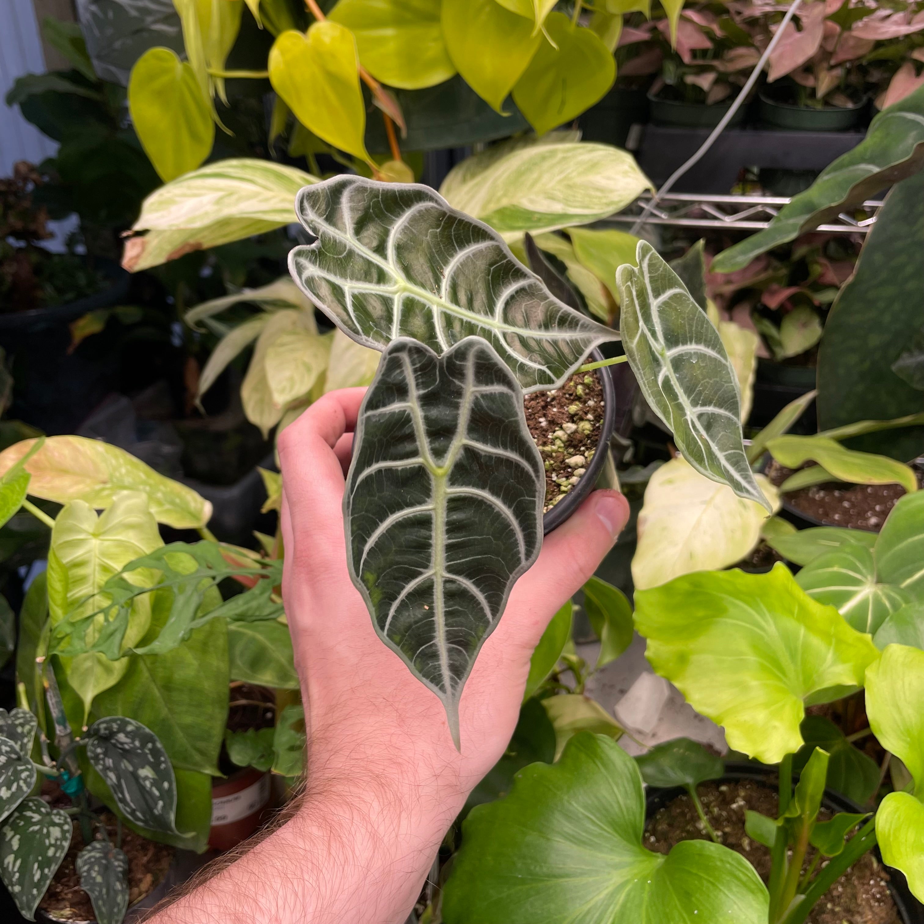 Alocasia Watsoniana