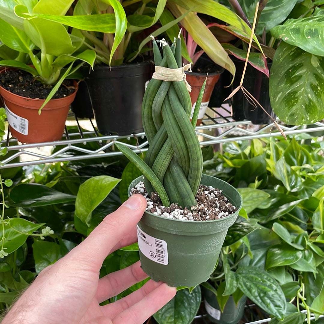Sansevieria Cylindrica Braided