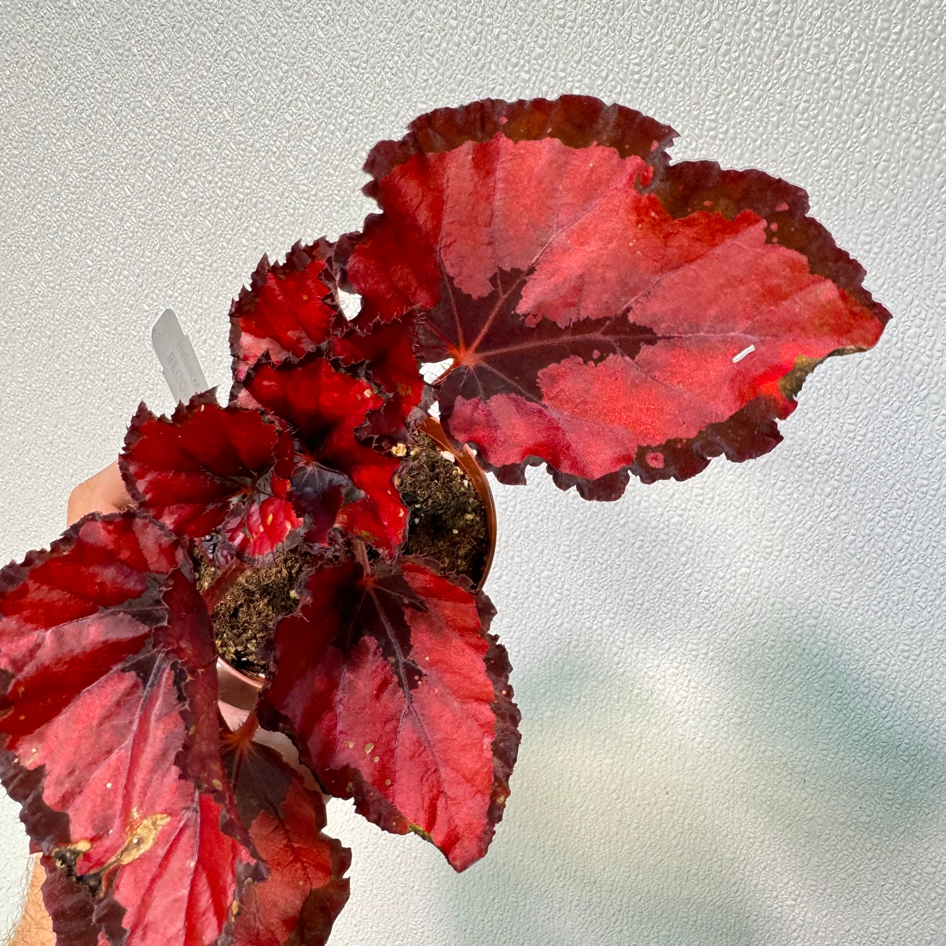 Begonia Red Robins