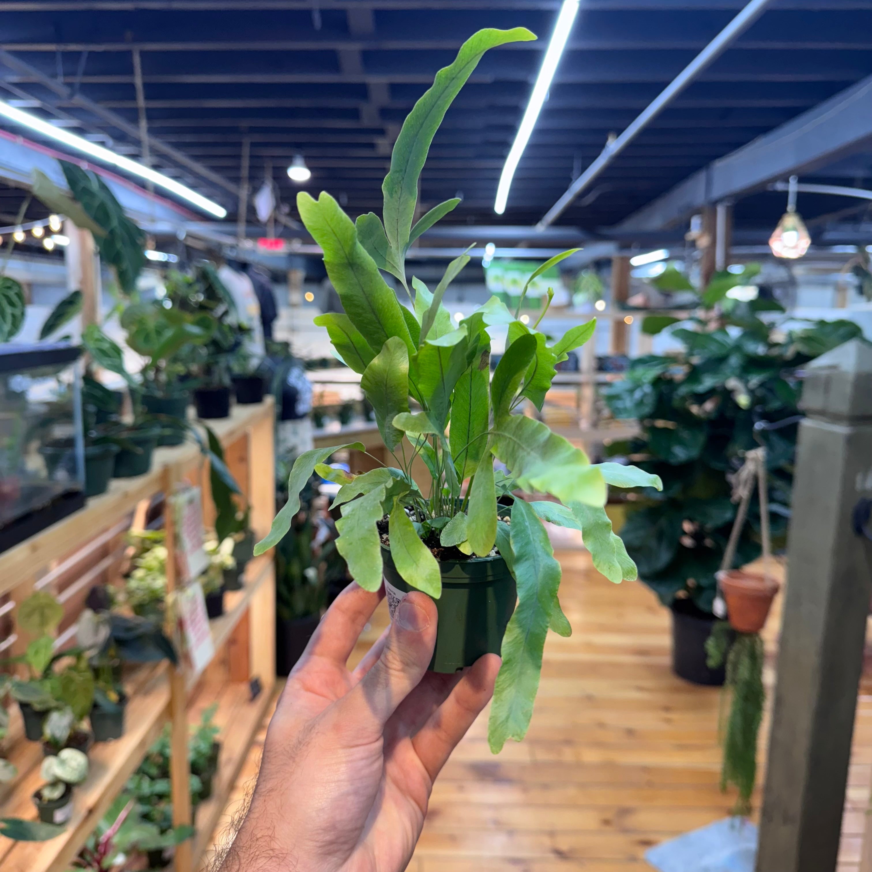 Fern Blue Star