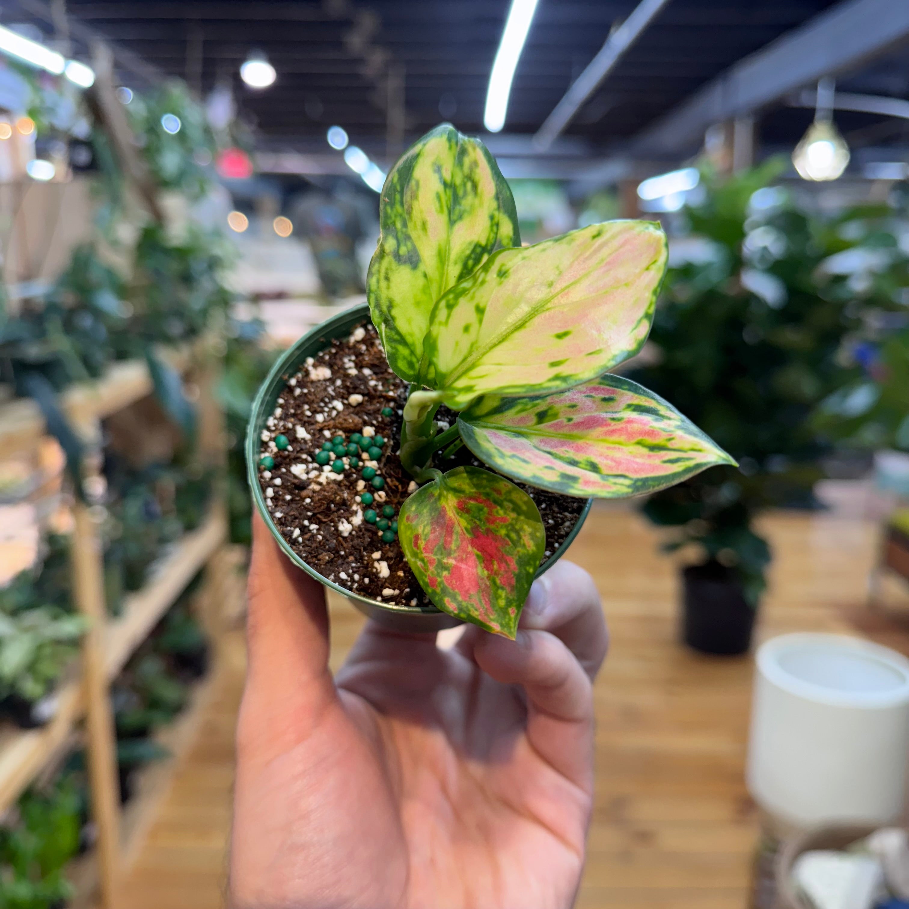 Aglaonema Red Zircon