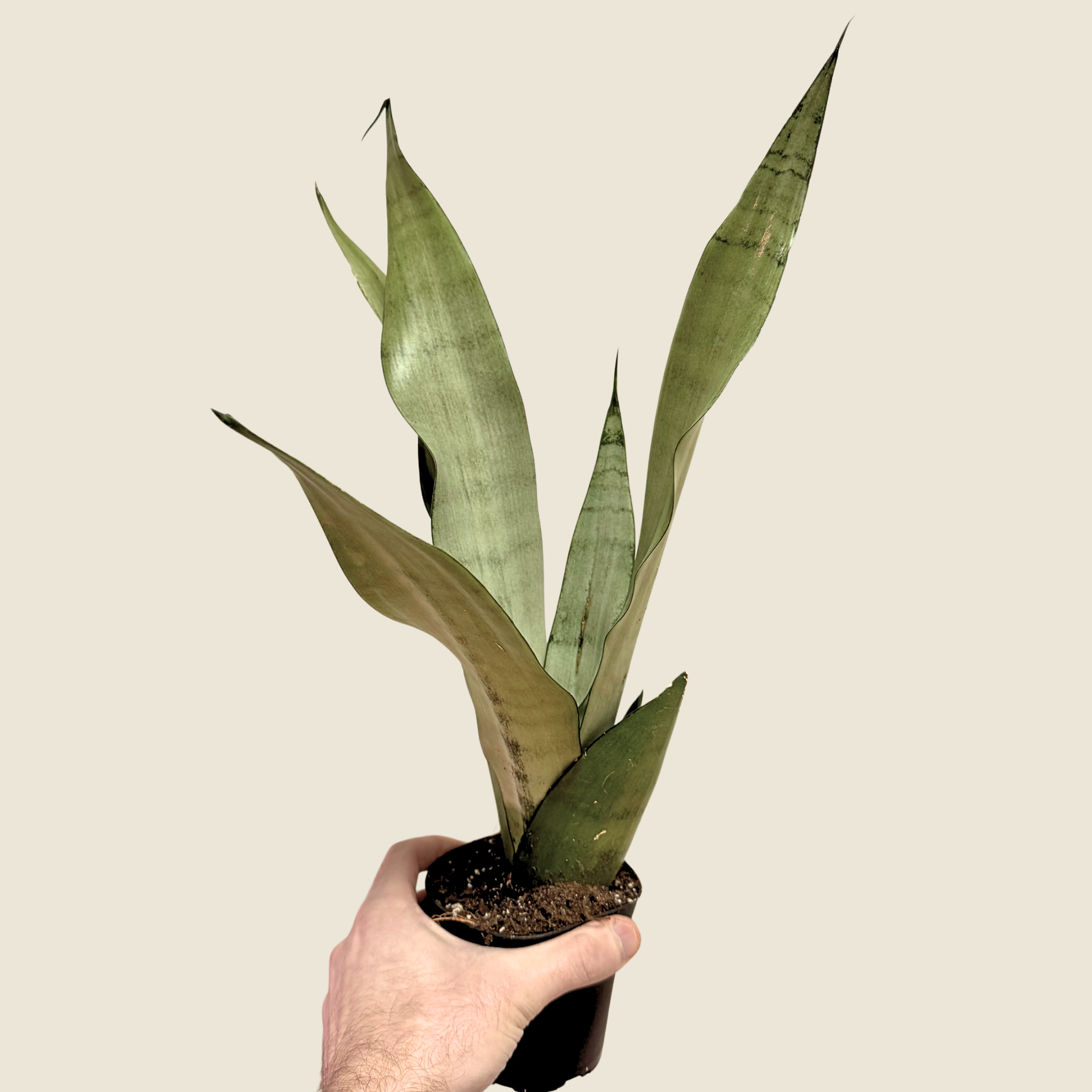 4" Sansevieria Moonshine