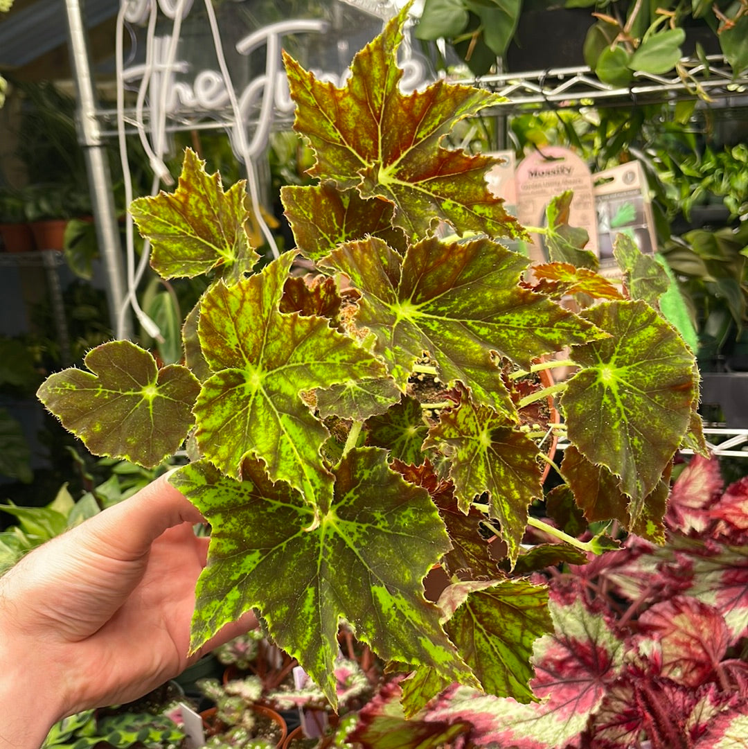 Begonia Phoe&
