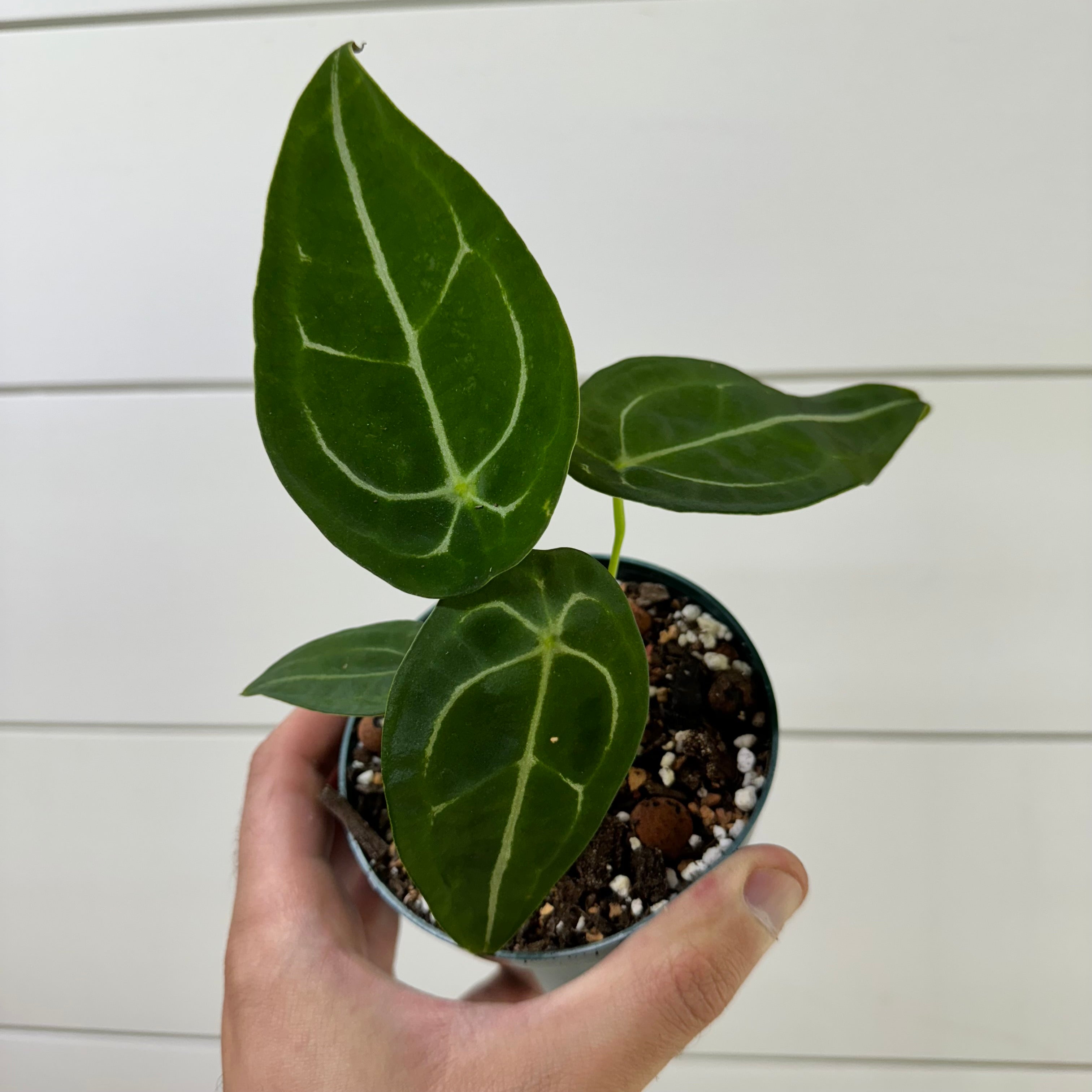 Anthurium Forgetii