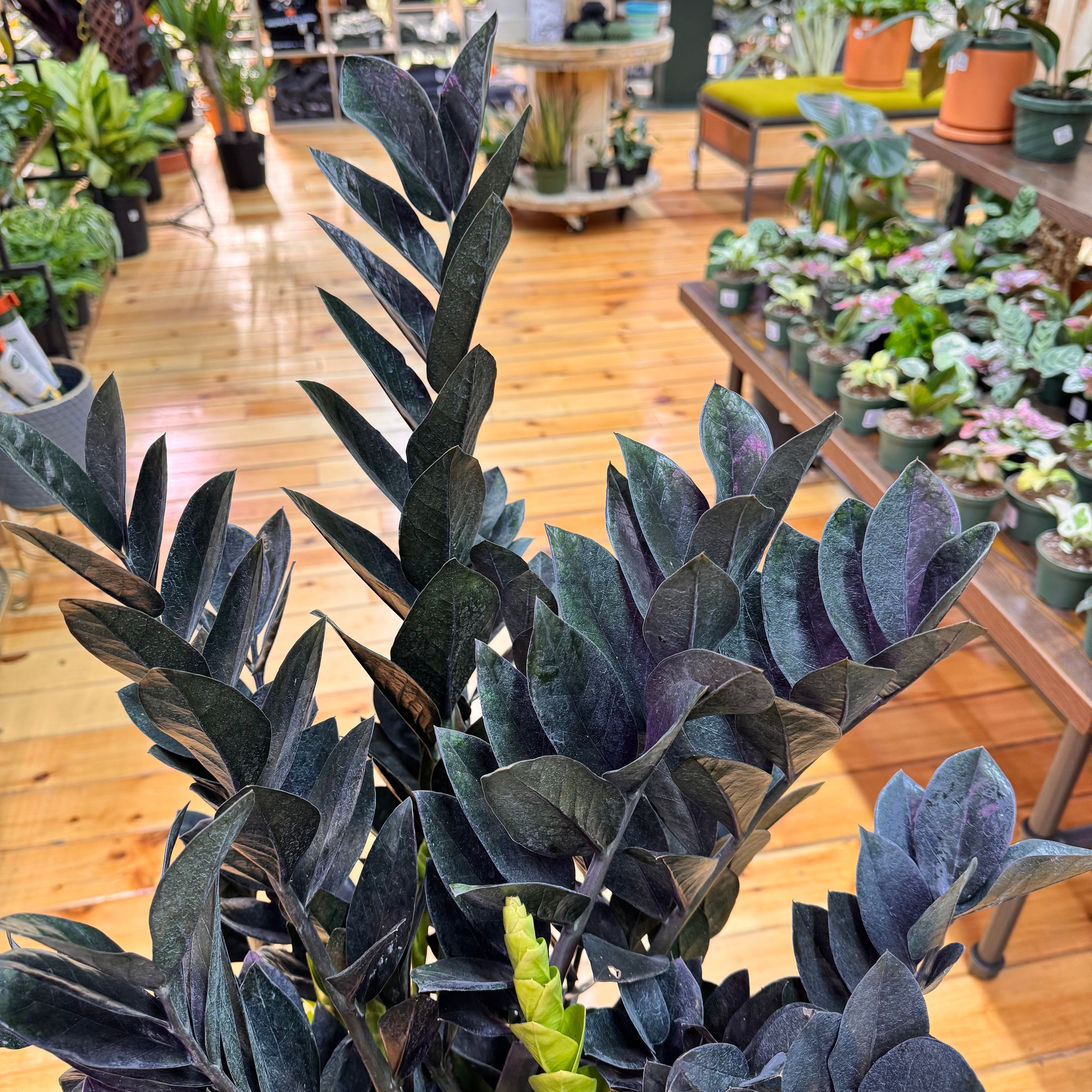 Zamioculas Zamiifolia &