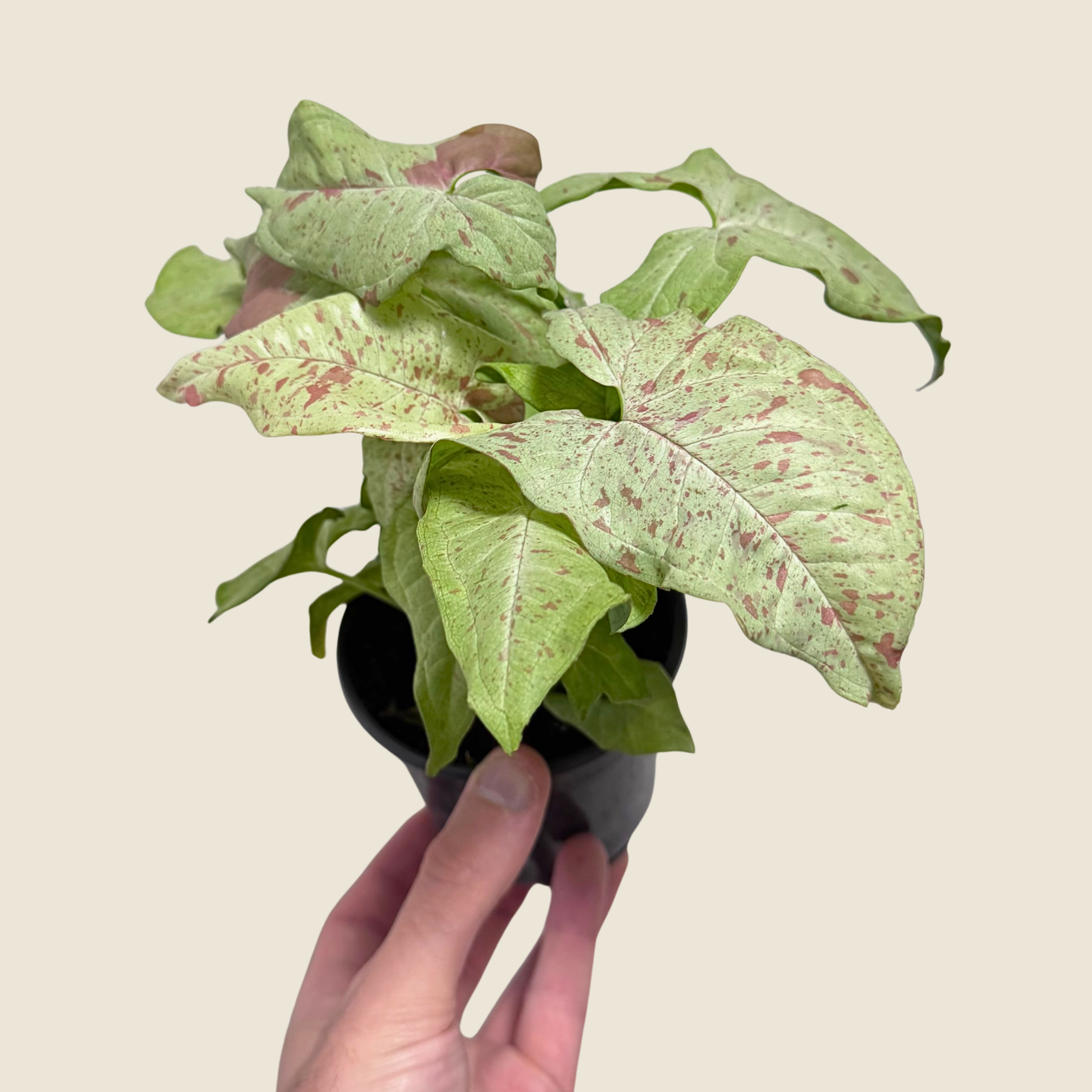 Hand holding a small potted plant with green and pink leaves against a beige background