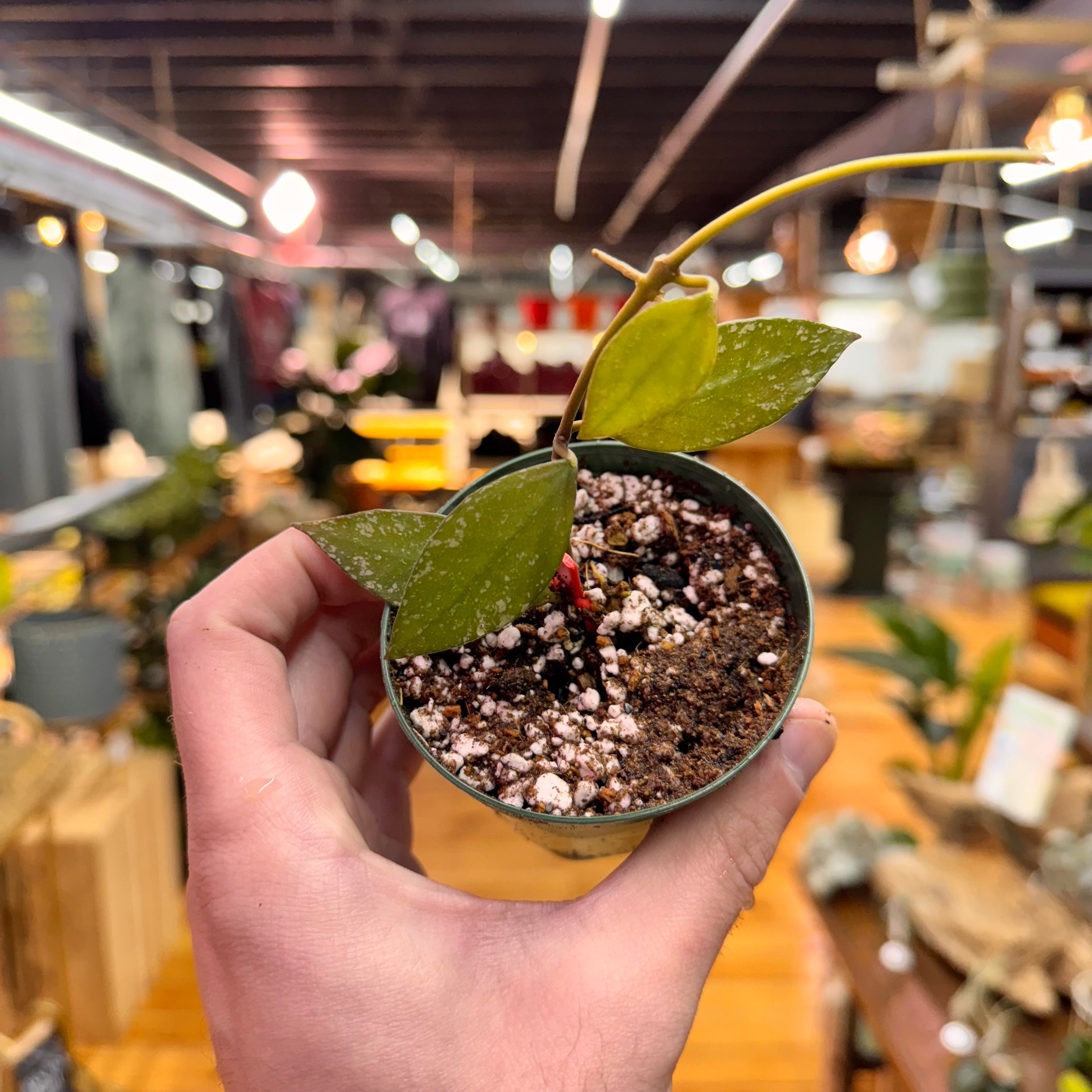 Hoya Nabawanensis