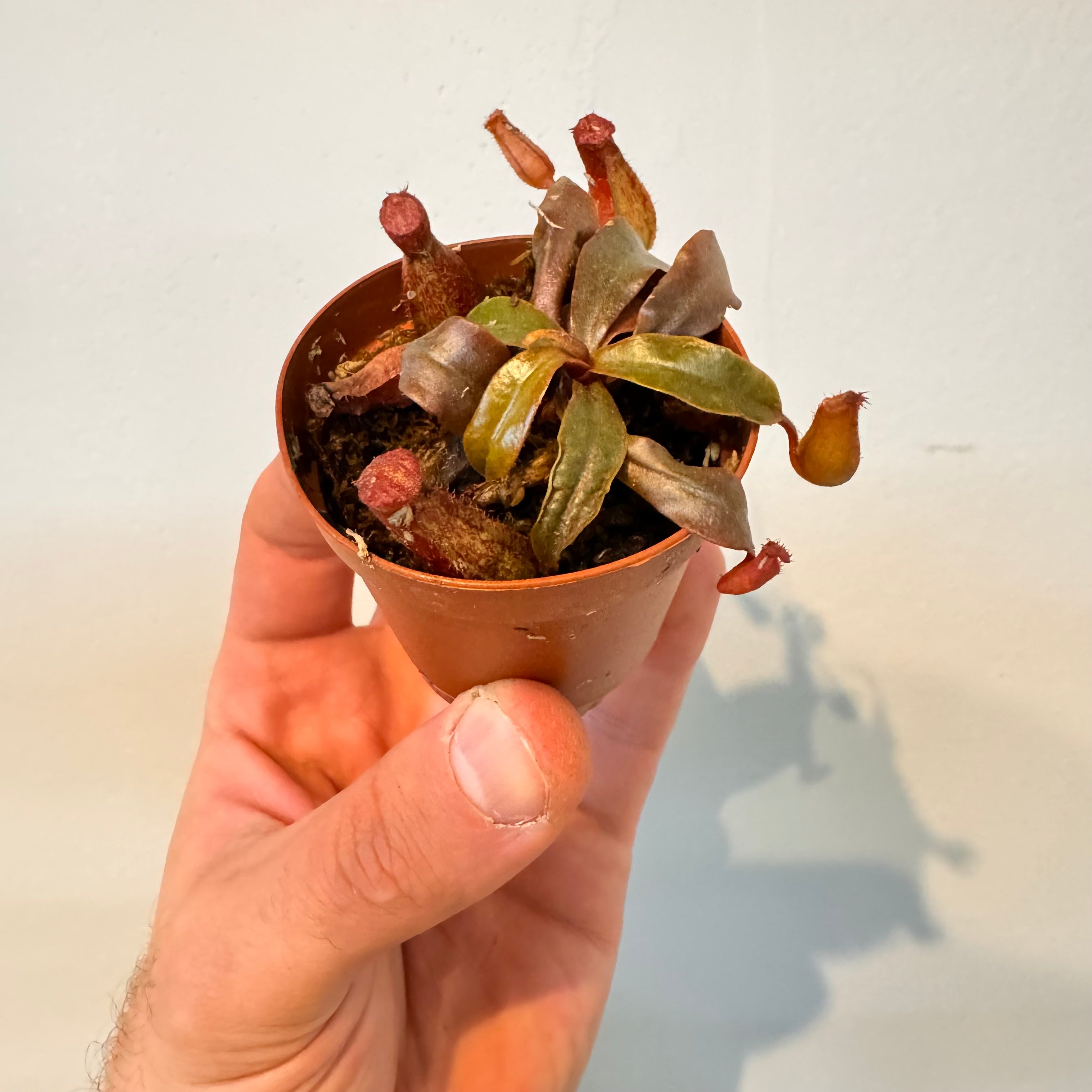 Nepenthes Bloody Mary