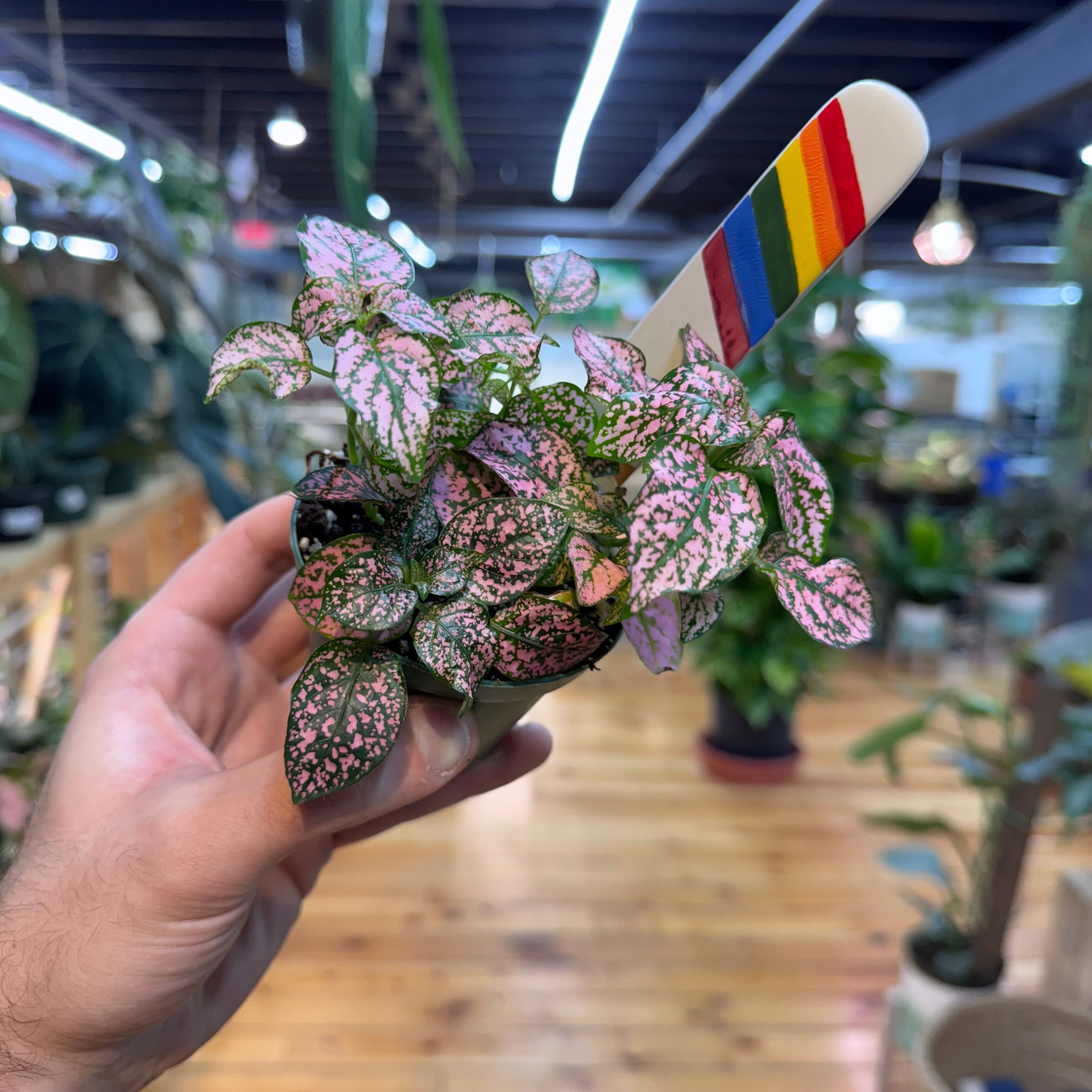 Hypoestes Polka Dot
