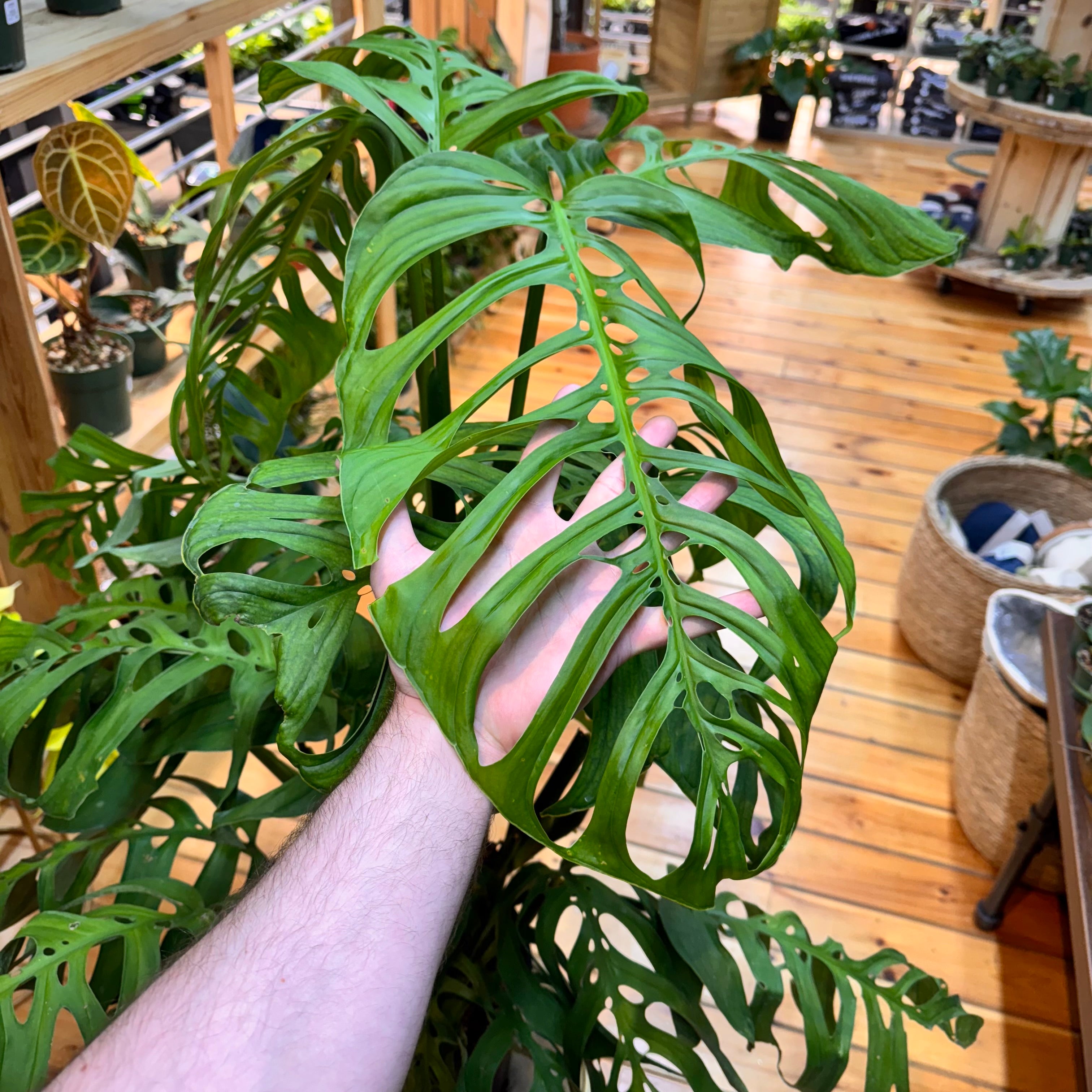 Monstera Esqueleto