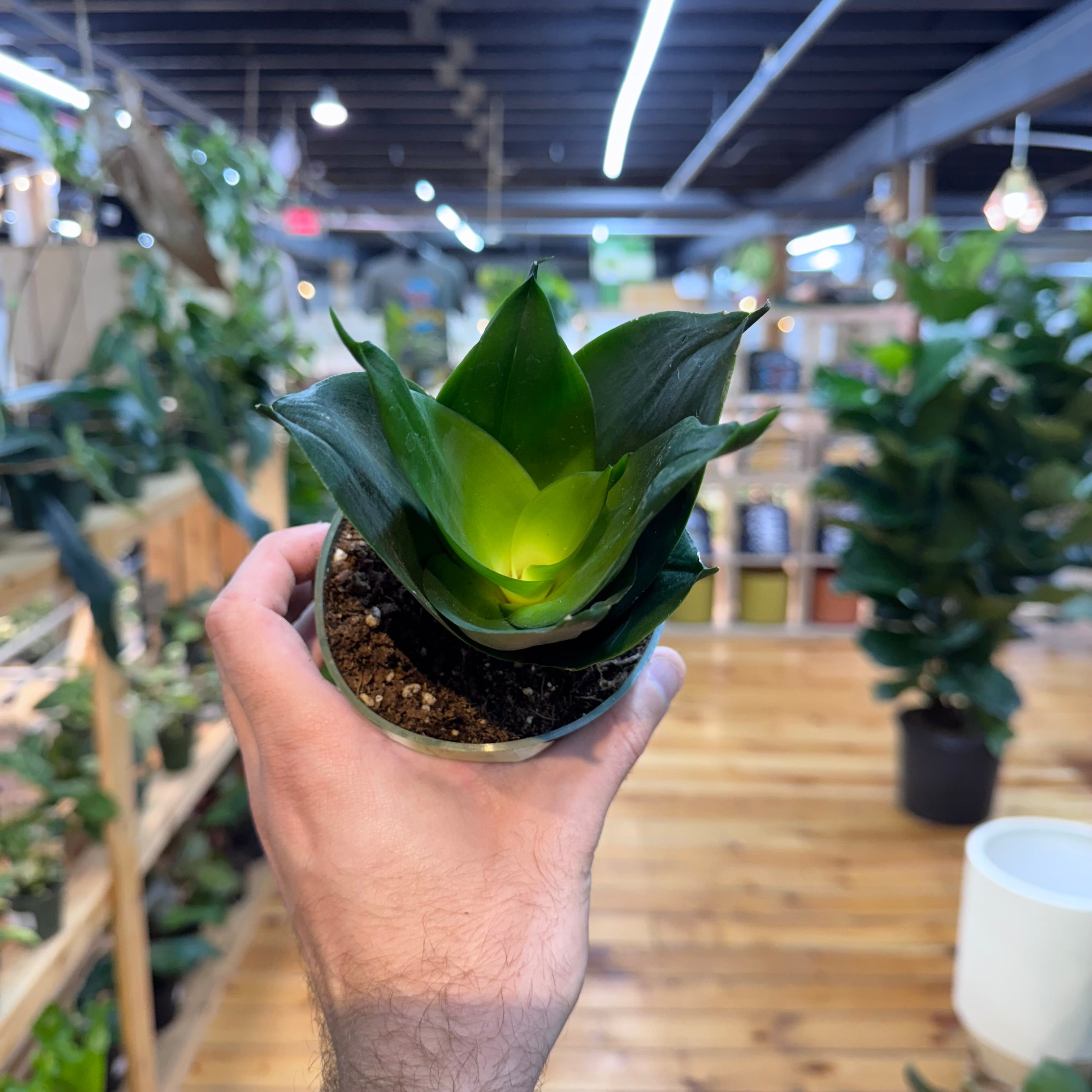 Sansevieria Black Hahnii