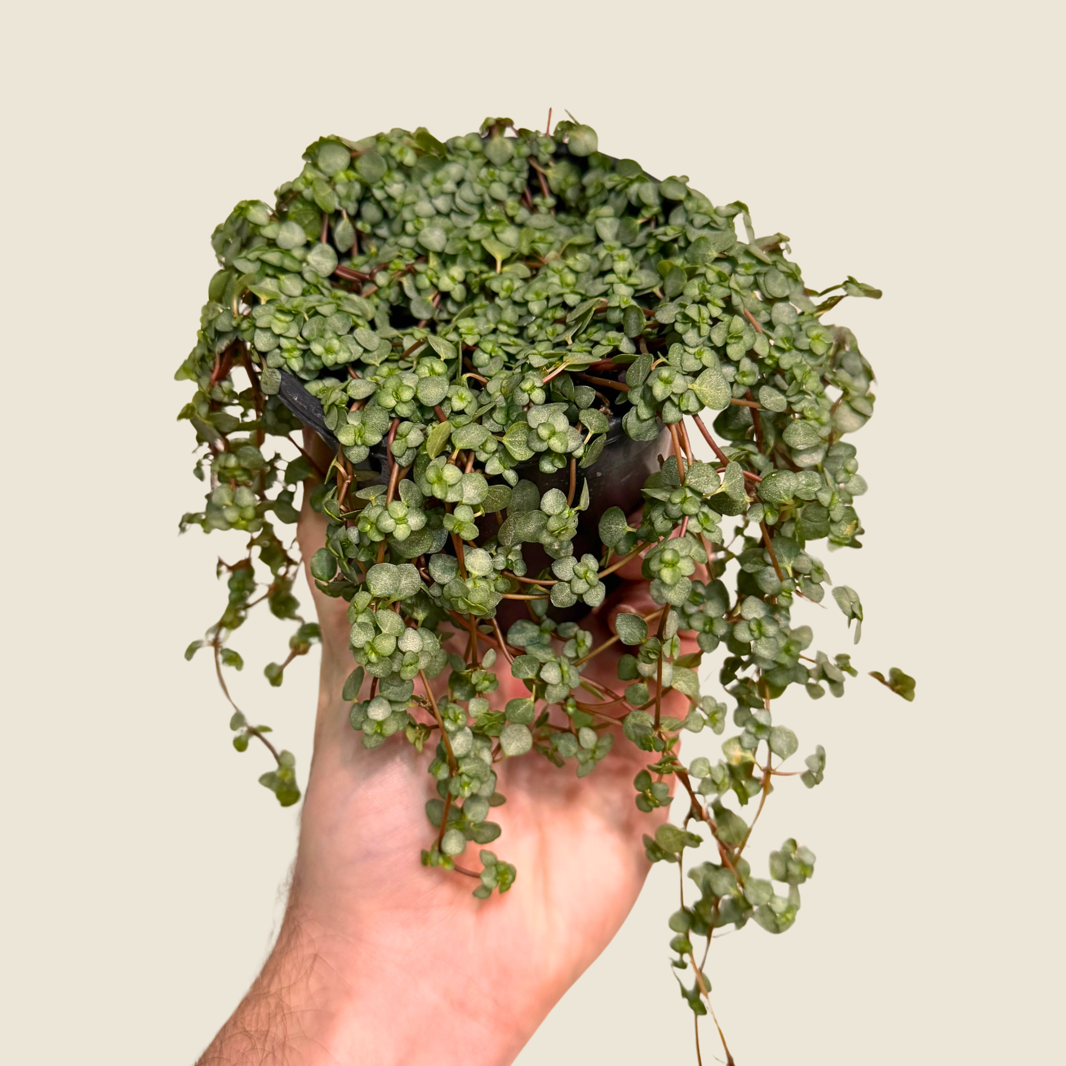 Pilea Silver Sparkle