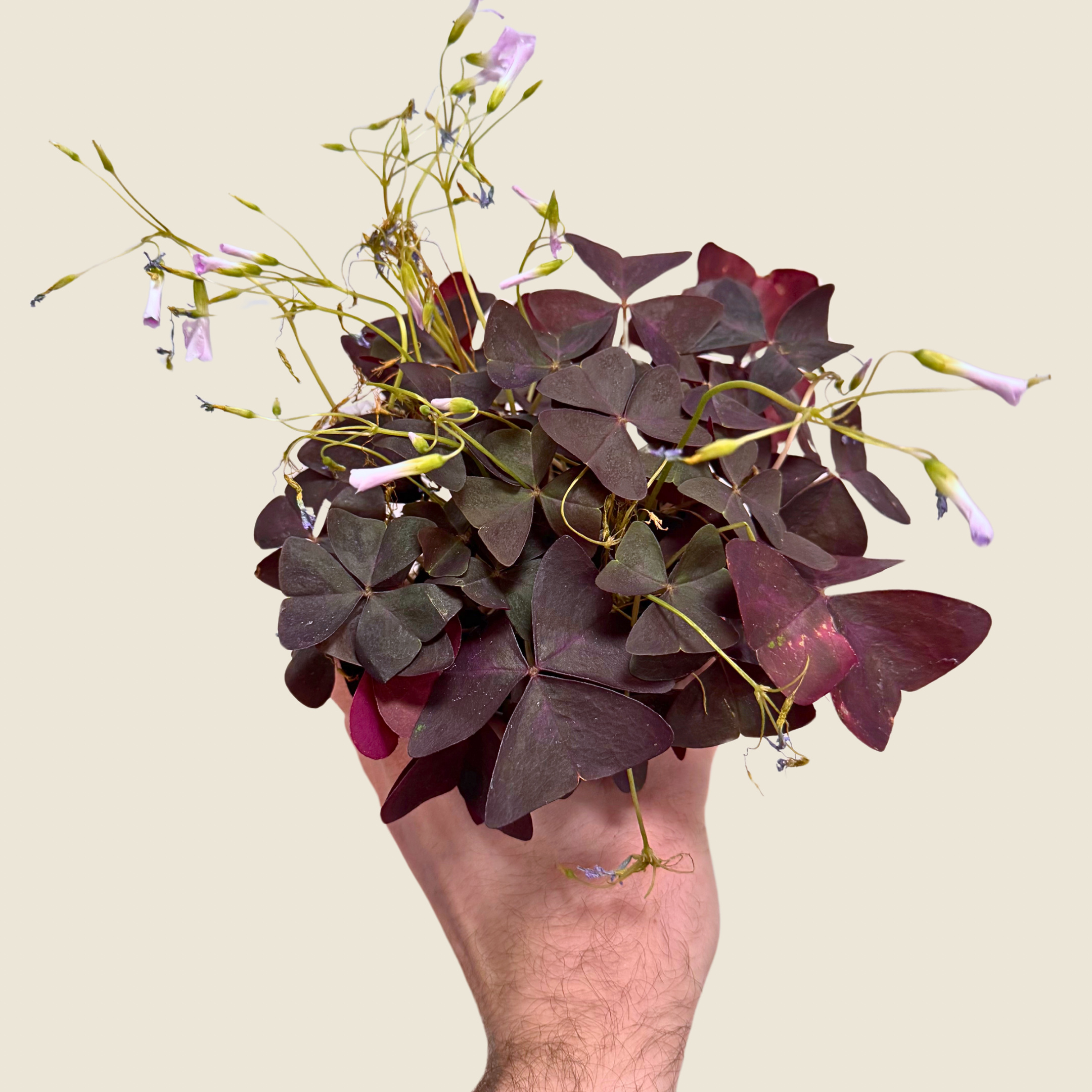 Oxalis Triangularis Purple Shamrock